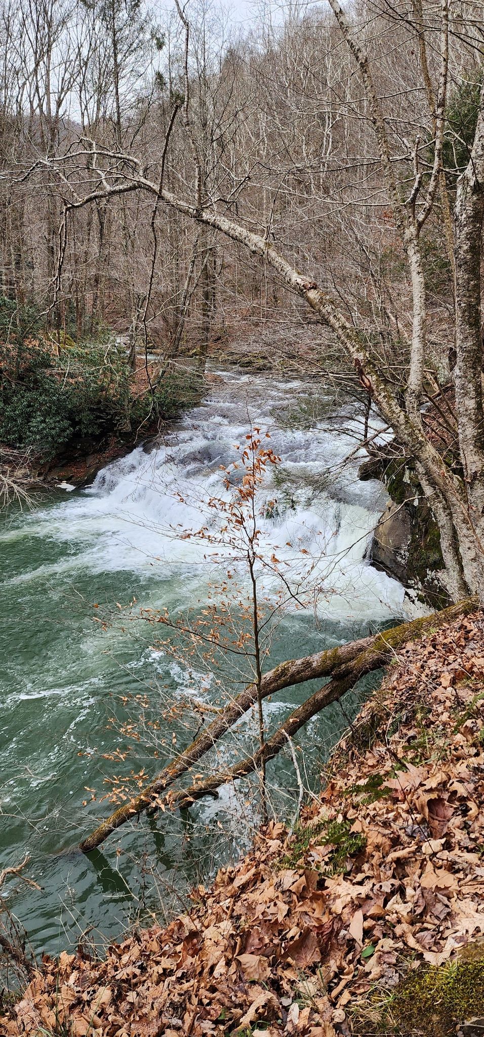 Rushing river with whitewater, bare trees, and fallen leaves on a cloudy day. - Glade Creek Trail