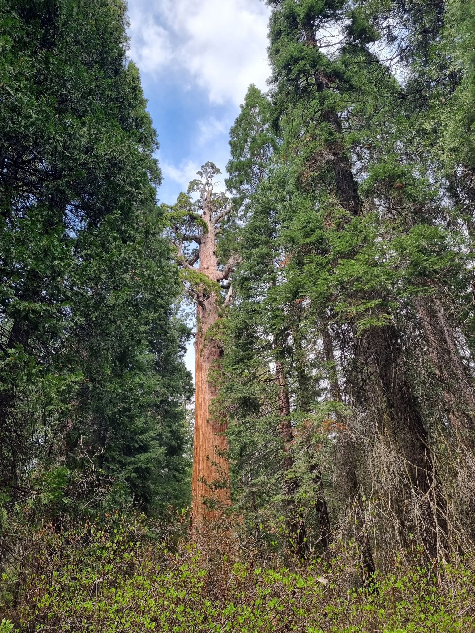 A towering tree with a reddish trunk stands amidst a dense green forest. - General Grant Trail