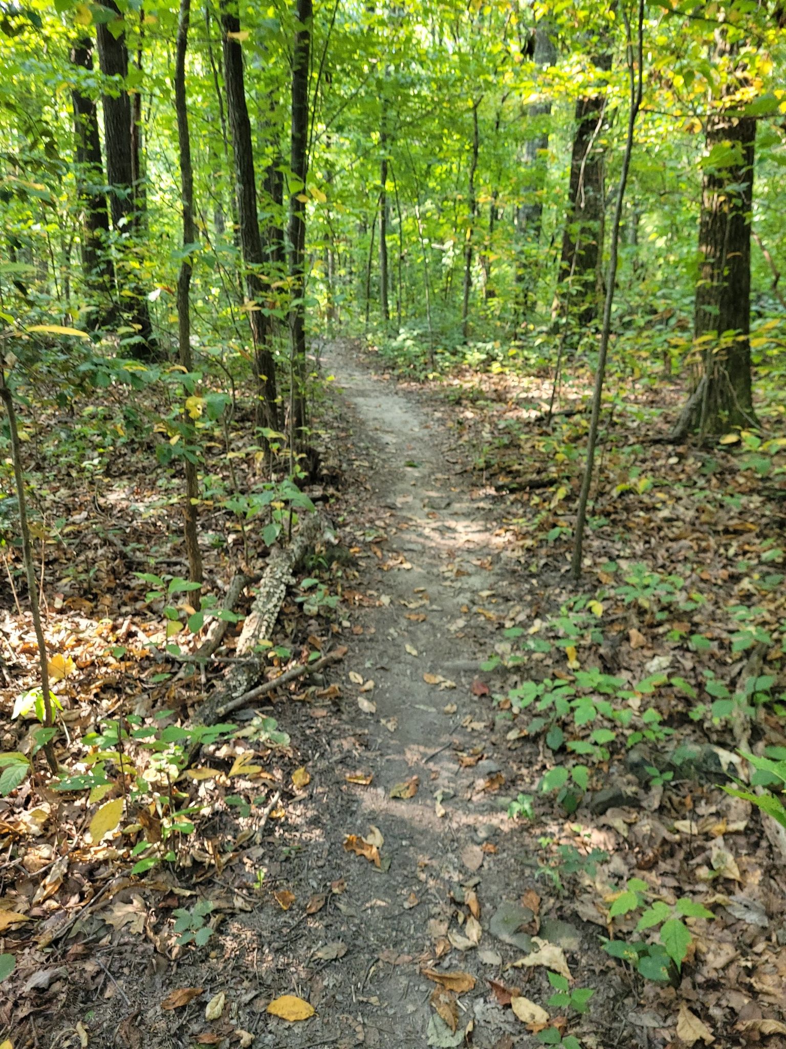 entspannt duch den Wald
