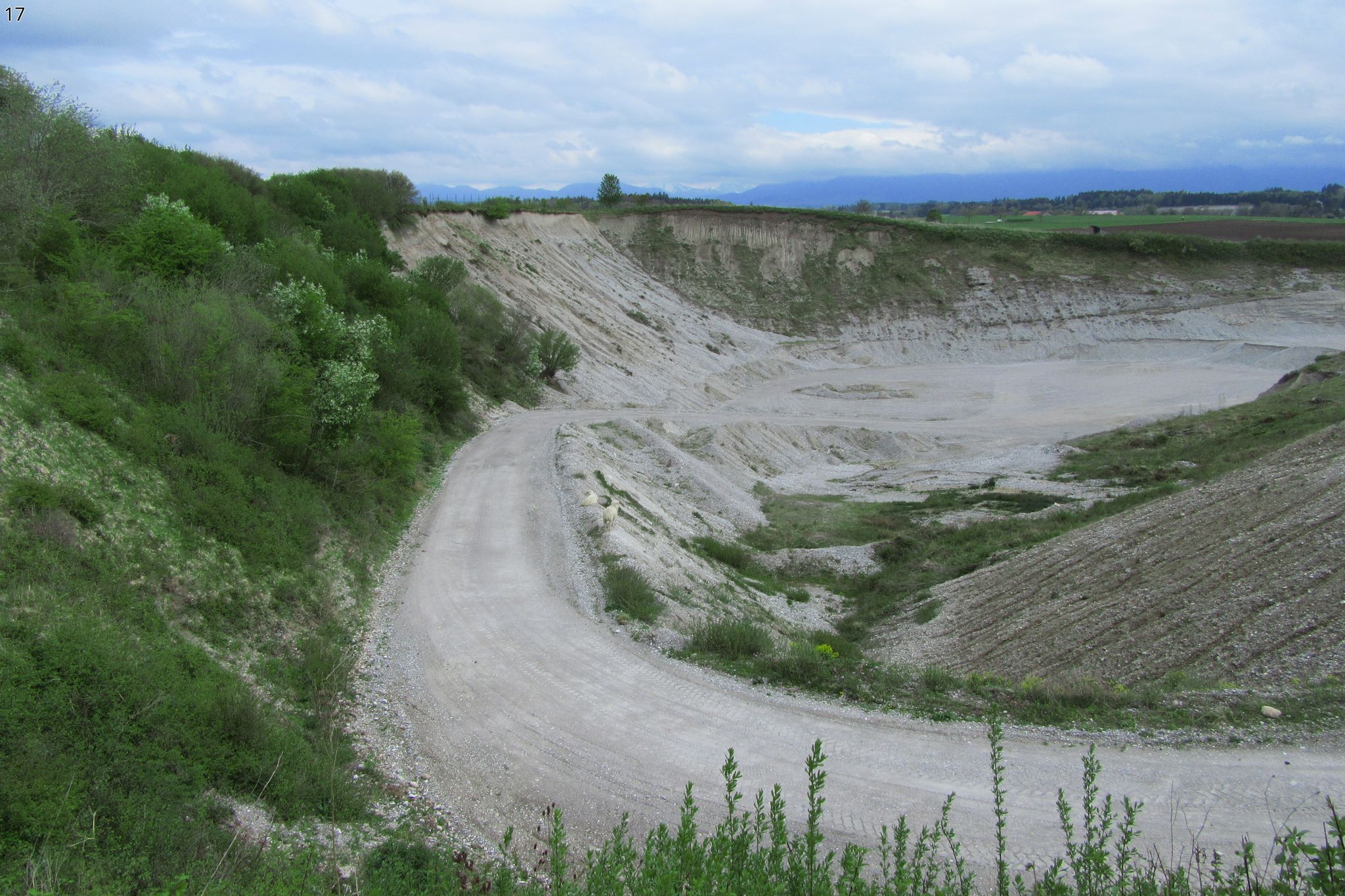 17, Kiesgrube 2 (Huglfing)_2 Grubenschafe