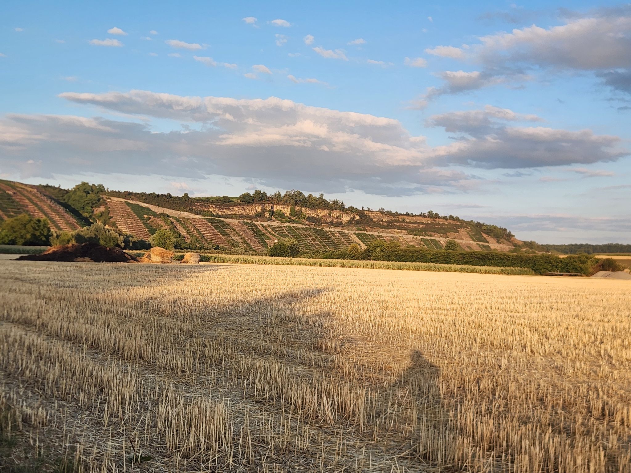 Hessigheimer Felsengärten in der Abendsonne