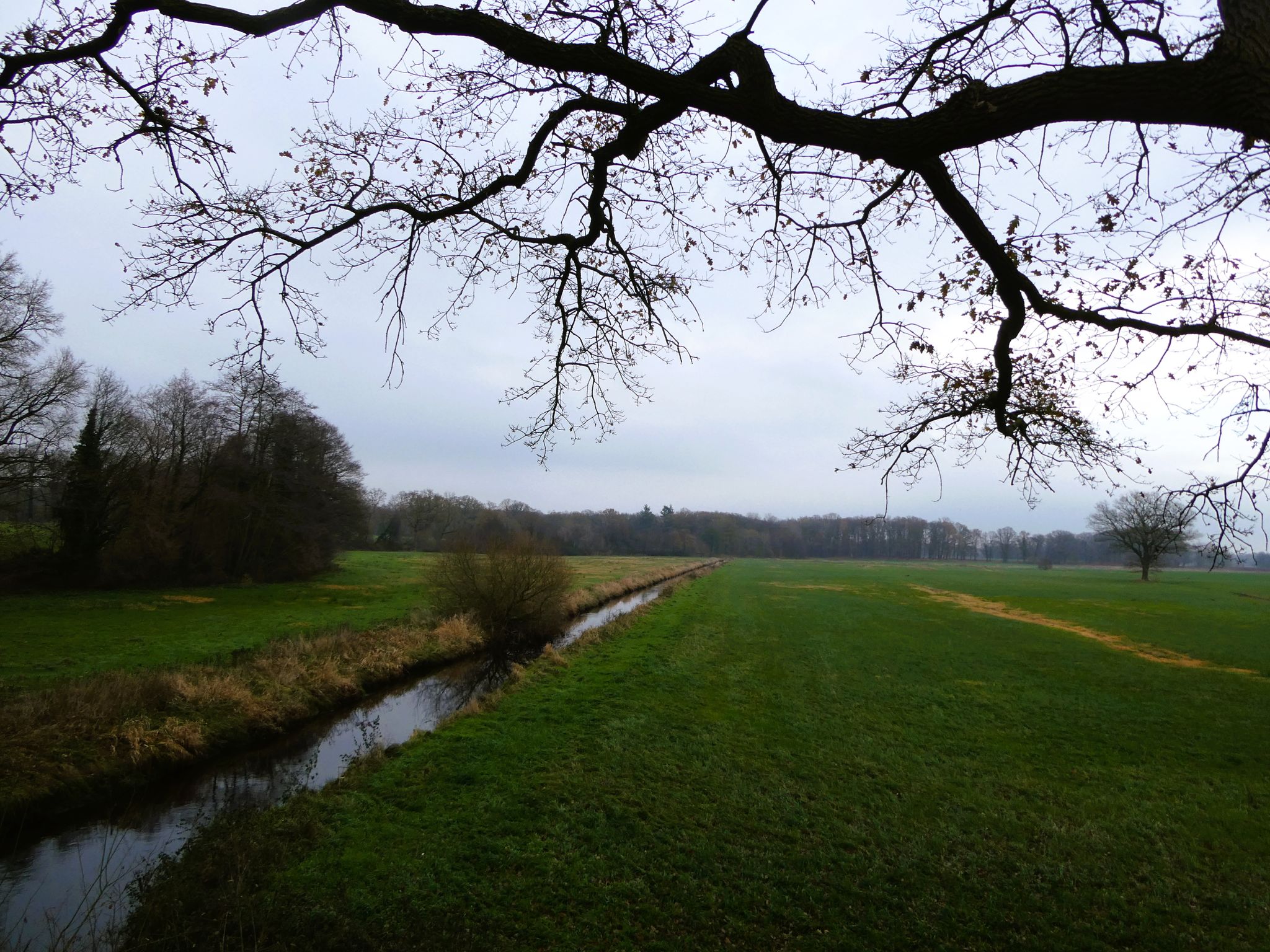 Schwinge