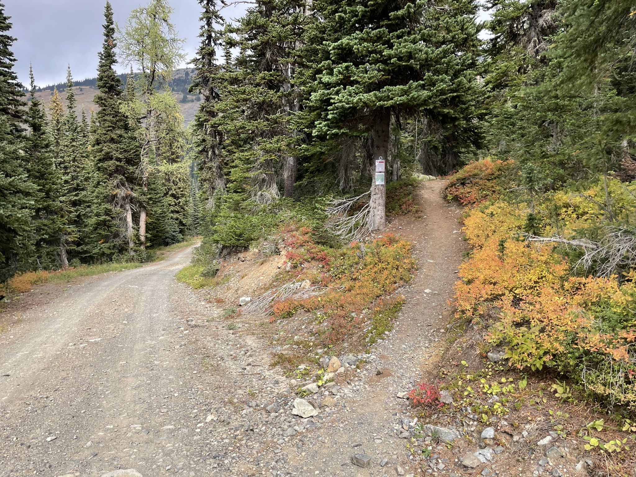 A dirt road forks into a narrower path through a forest with autumn colors. - Windy Pass via the PCT