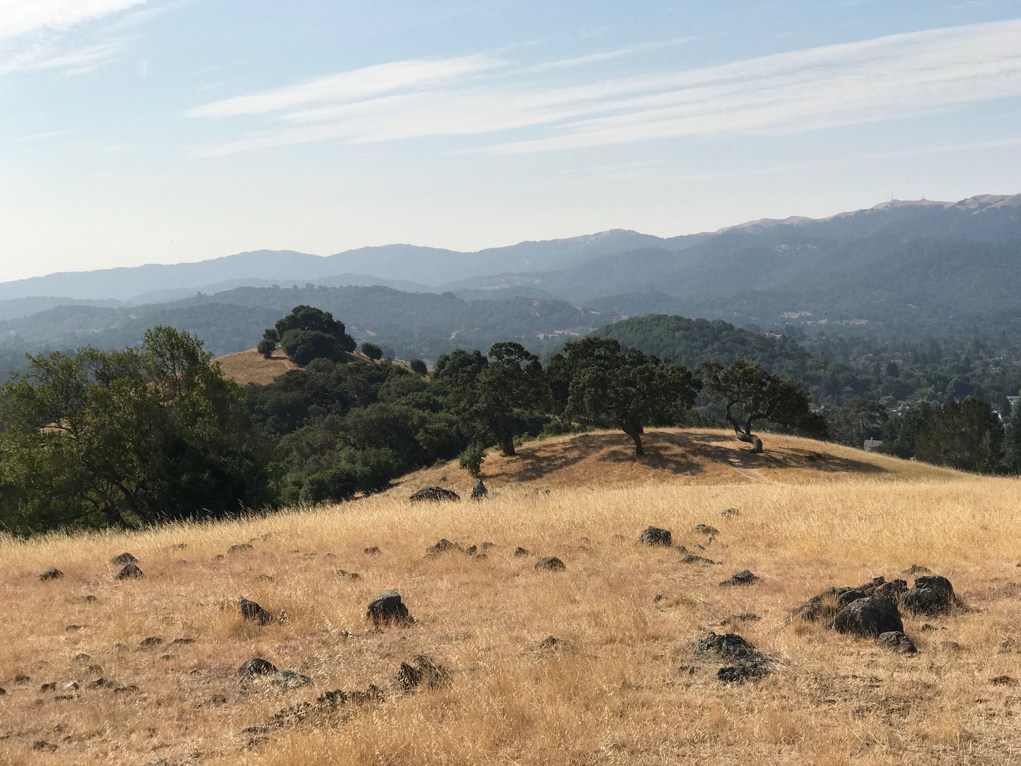 Golden grassy hills with scattered trees and rocks under a bright sky. - Michako Trail, San Carlos Fire Road, and Middle Burdell Fire Road Loop