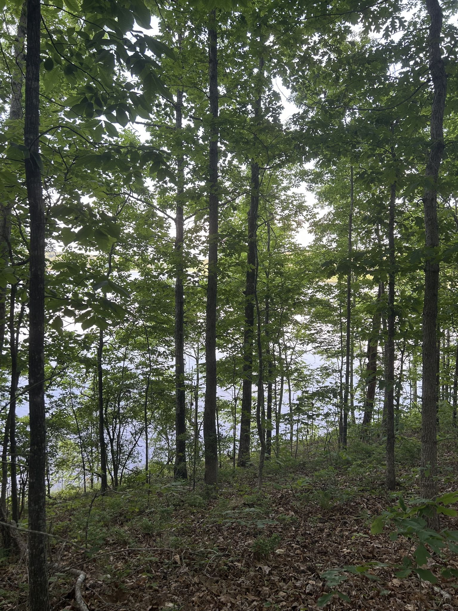 Dense forest with tall trees overlooking a body of water on a bright day. - Beaver Dam Creek South Loop