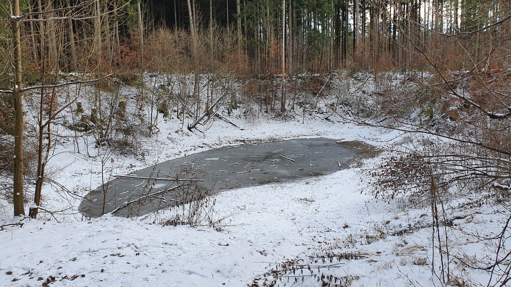 Kleiner Weiher im Wald