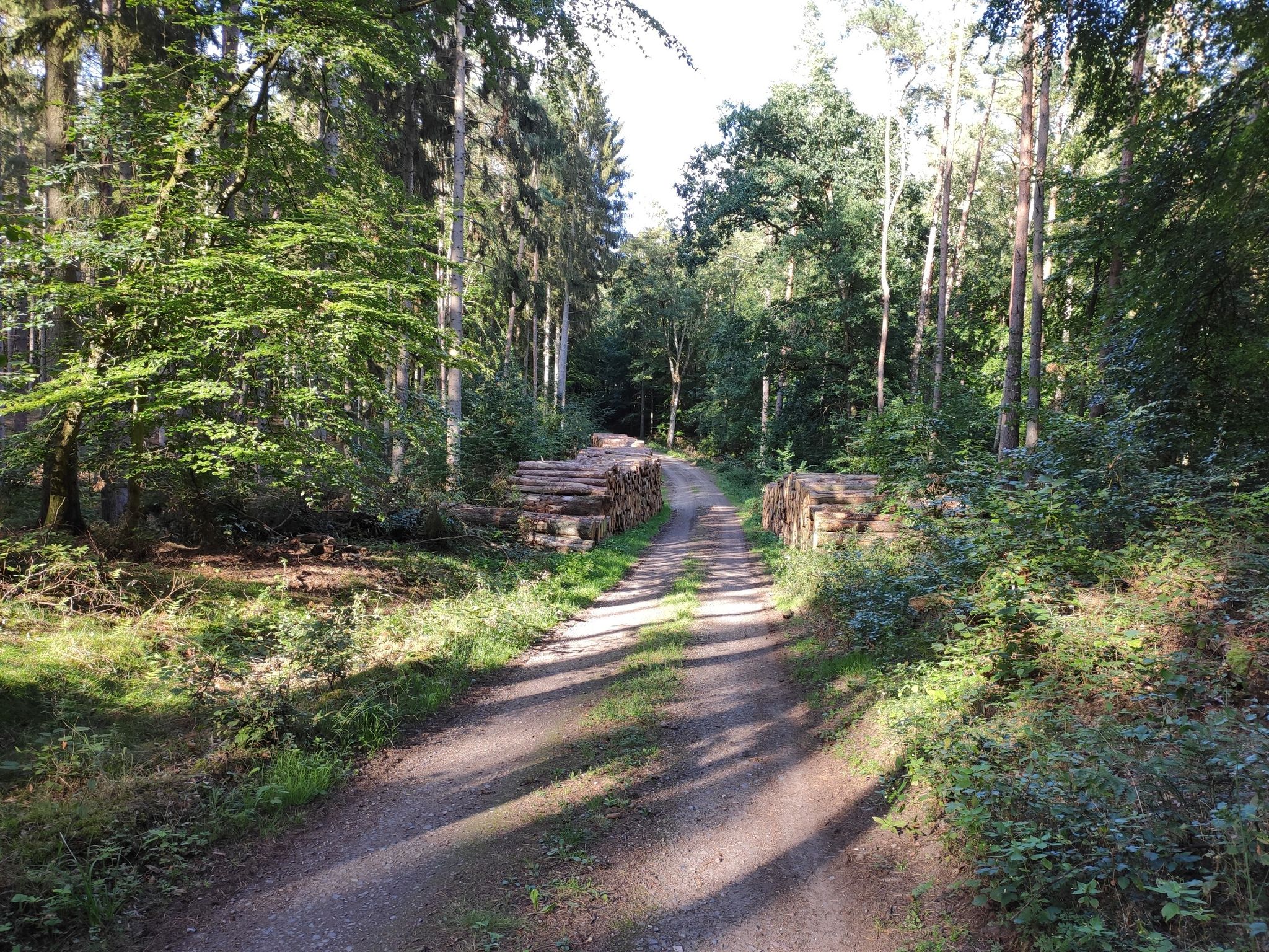 Es riecht nach frisch geschlagenen Holz