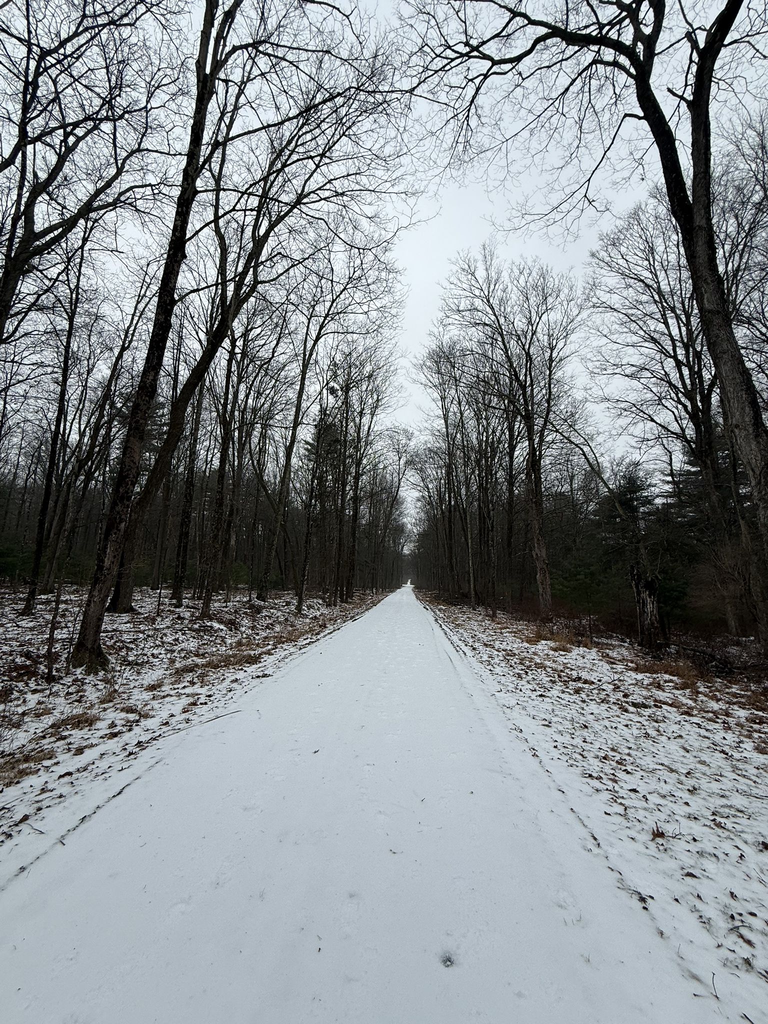 Snow-covered path through a bare winter forest under an overcast sky. - Bluebird Trail
