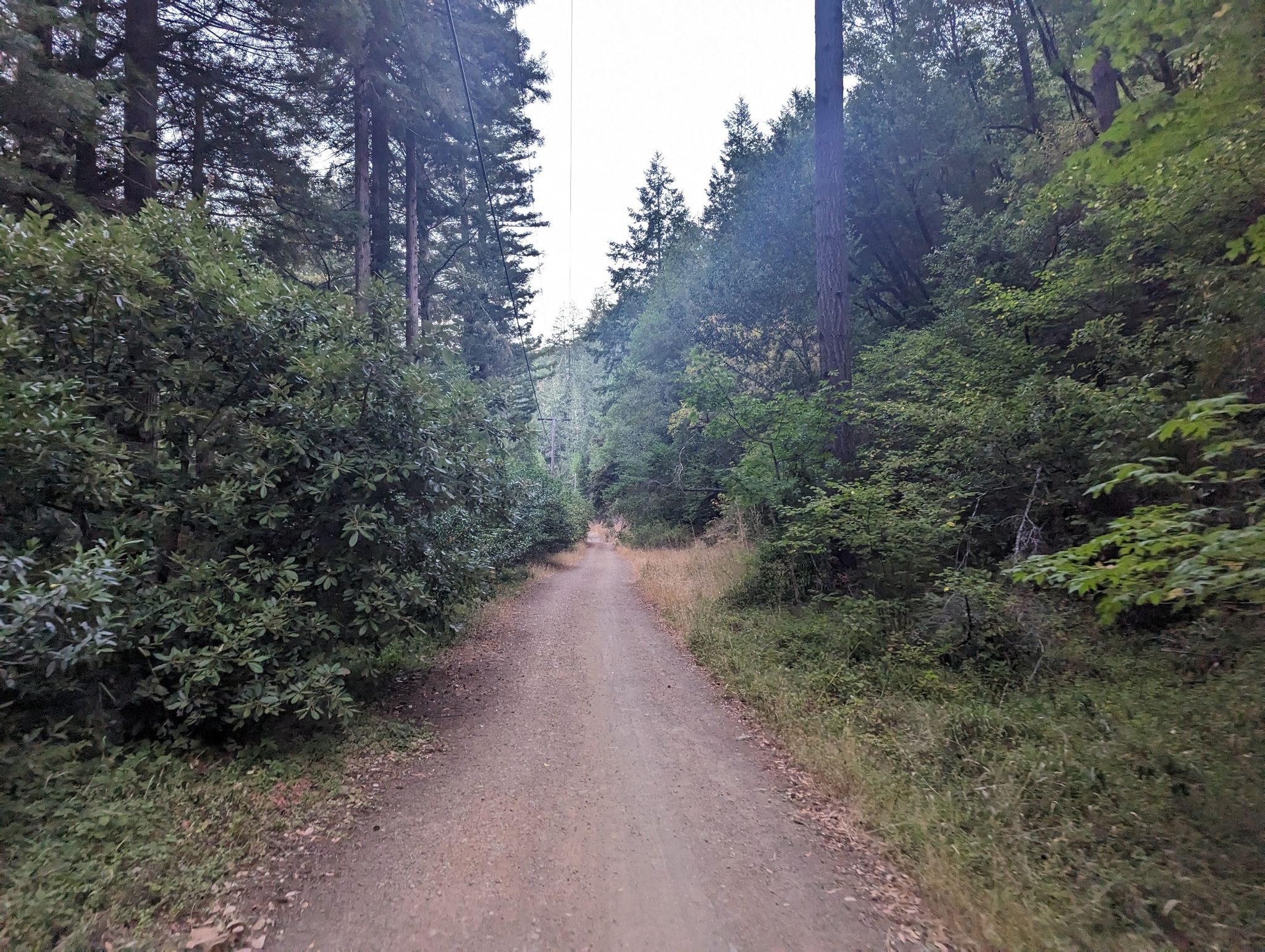 A straight dirt road through a lush forest under an overcast sky. - Cross Marin Trail to Barnabe Trail loop