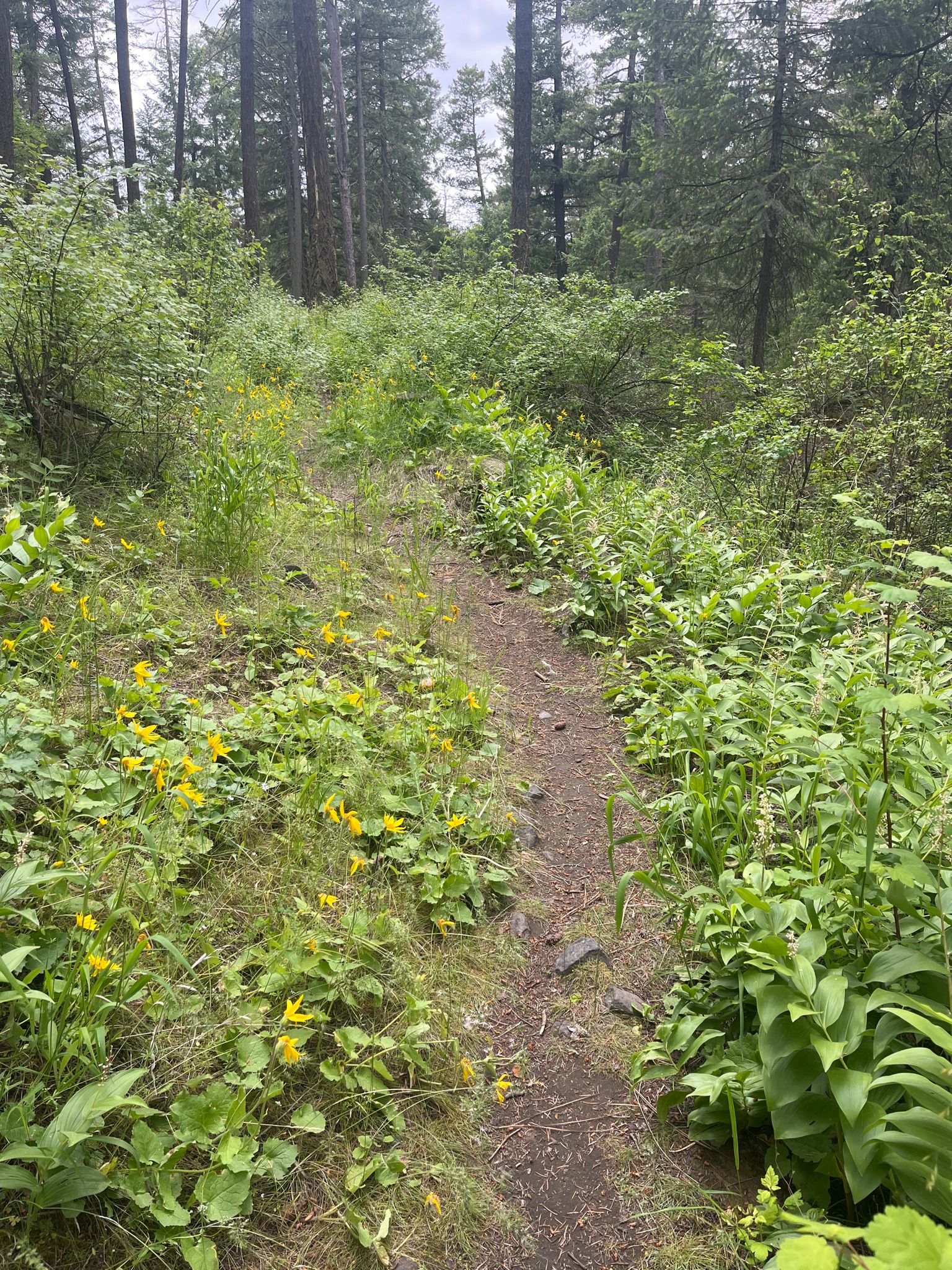 A narrow dirt path winding through a lush forest with yellow wildflowers. - Trail 102 - South Trail Green Loop