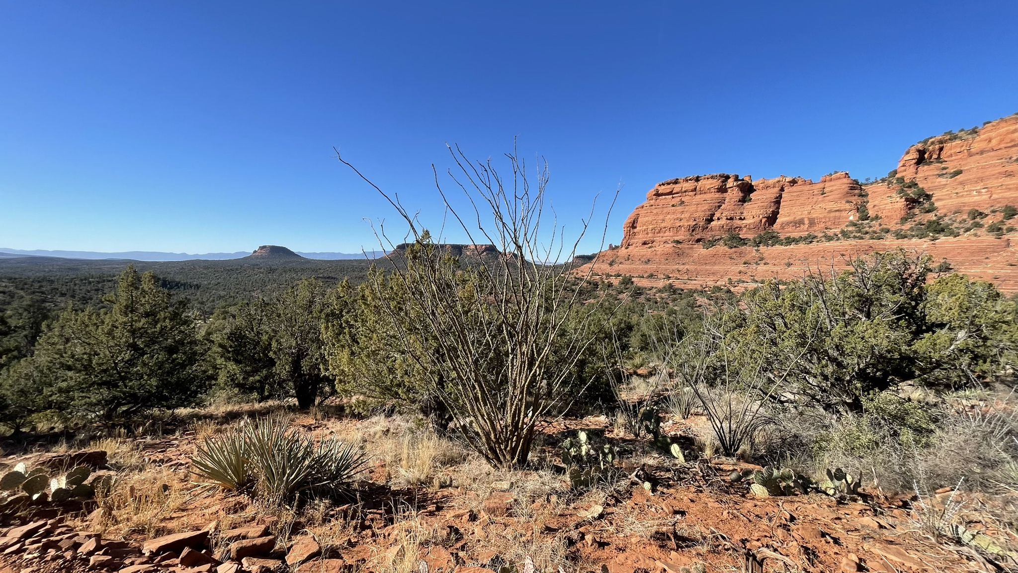 Desert landscape with sparse brush, cacti, and red rock cliffs. - Mescal Mountain Loop