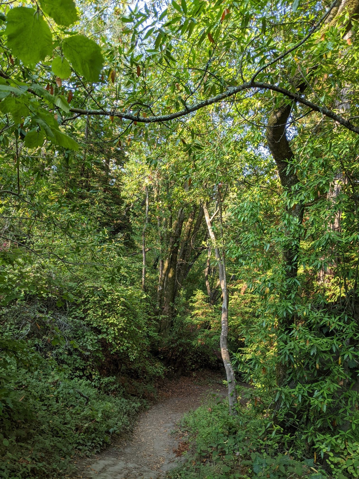 A sun-dappled dirt path winds through a dense, green forest. - Blue Trail
