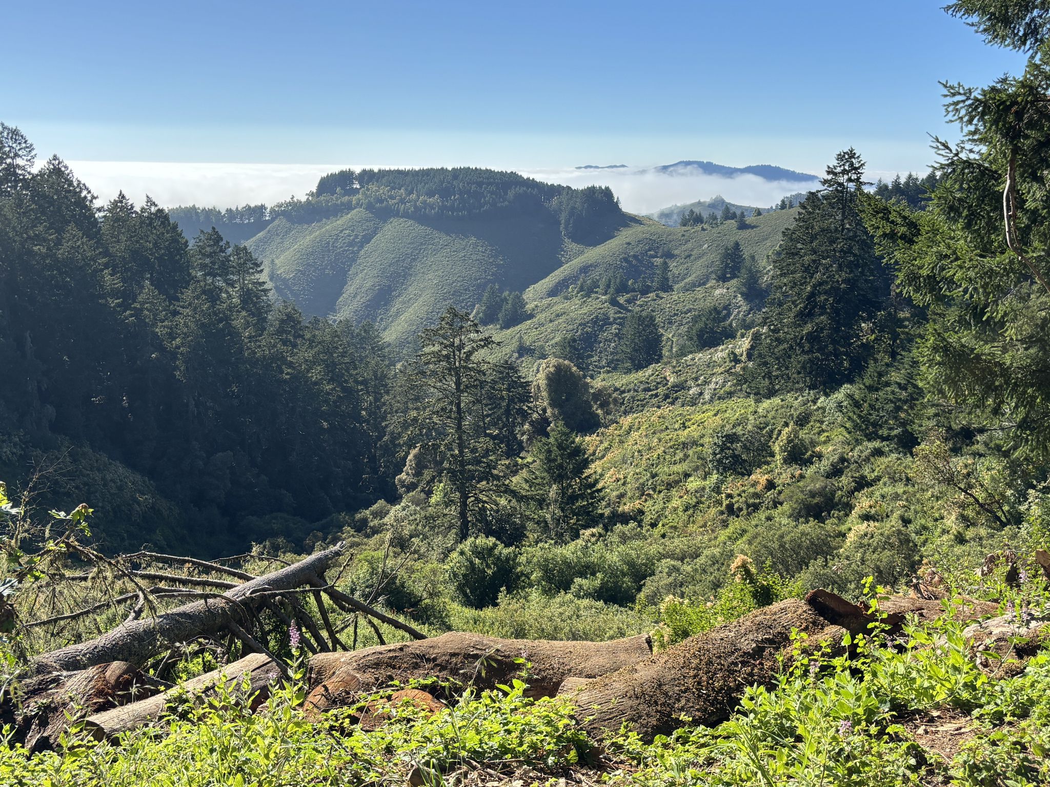 Forested hills with fallen logs in foreground, distant fog under clear sky. - Whittemore Gulch and Purisima Creek Loop Trail