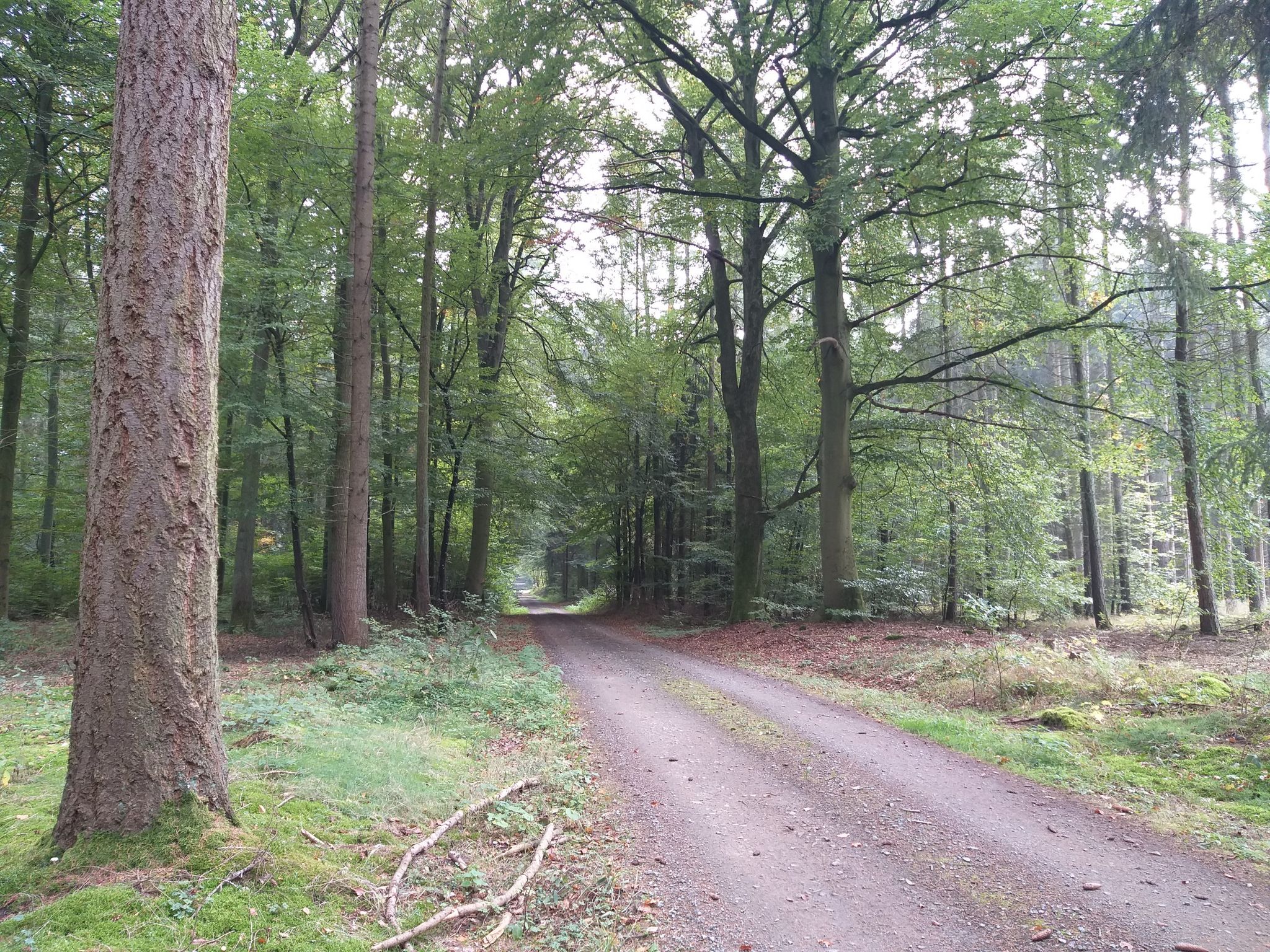 Wanderweg im Wohld