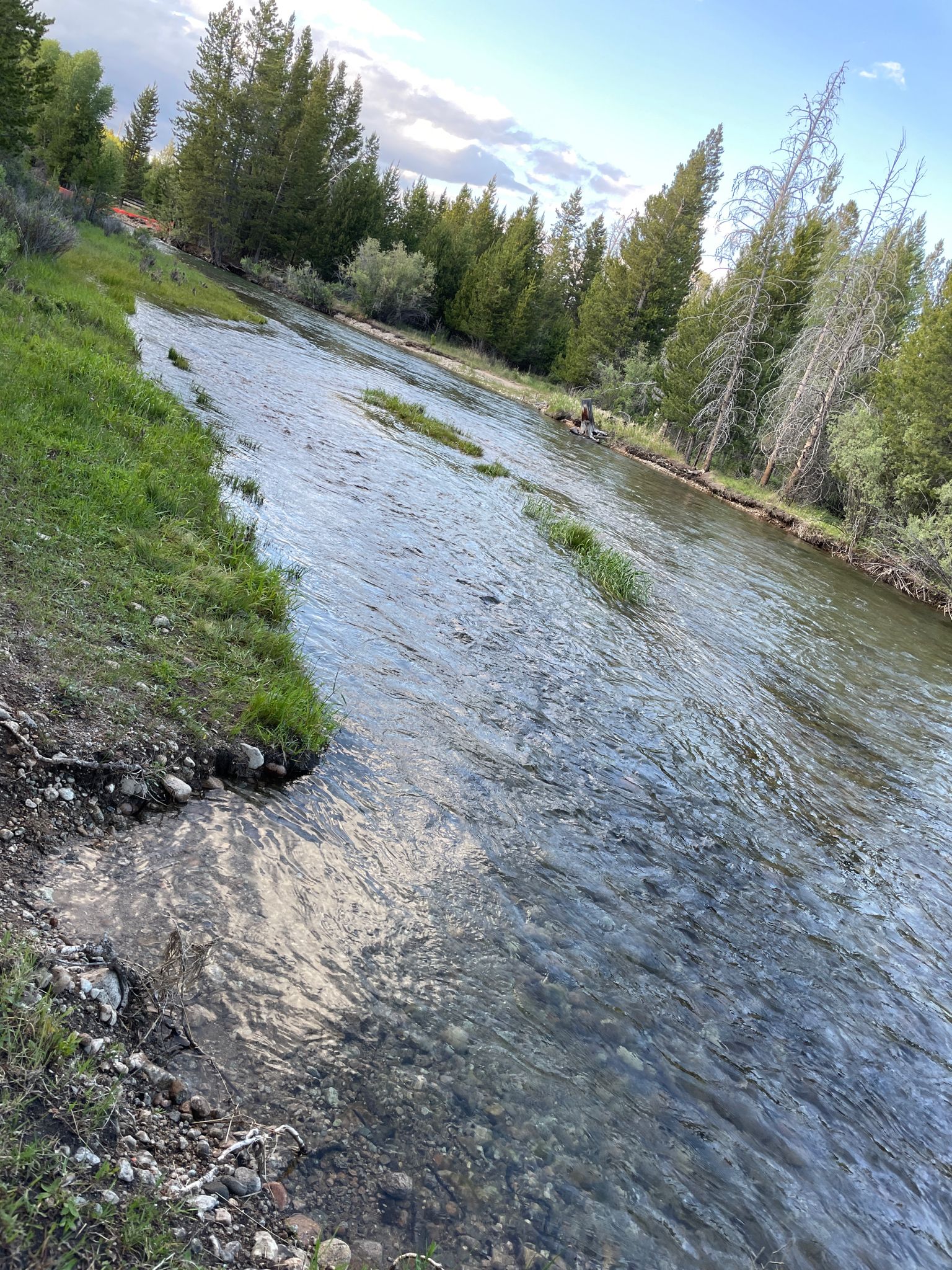 A clear river flows between a grassy bank and pine trees. - Boyd Skinner Trail