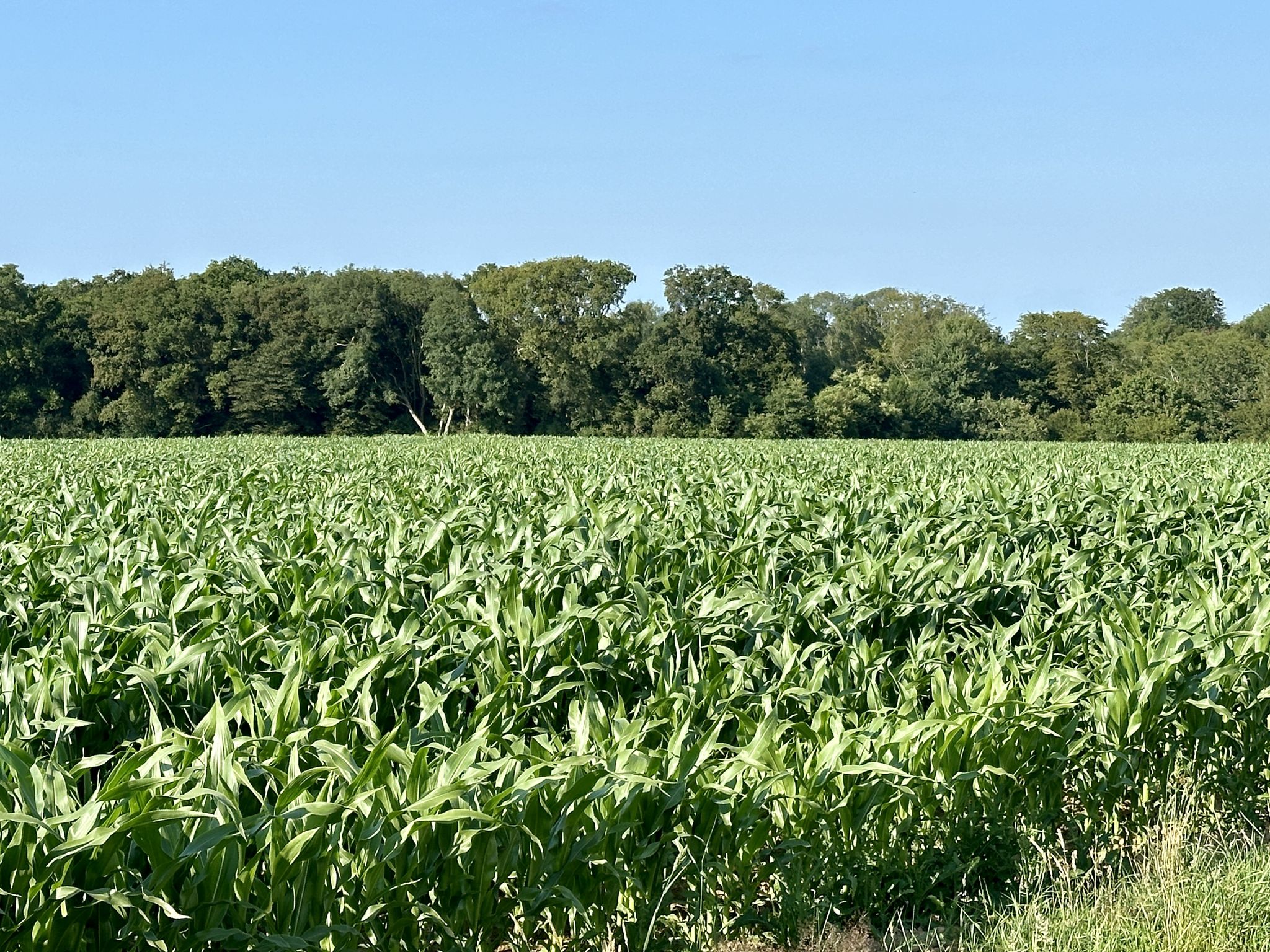 Mais so weit das Auge reicht… 🌽🌽🌽