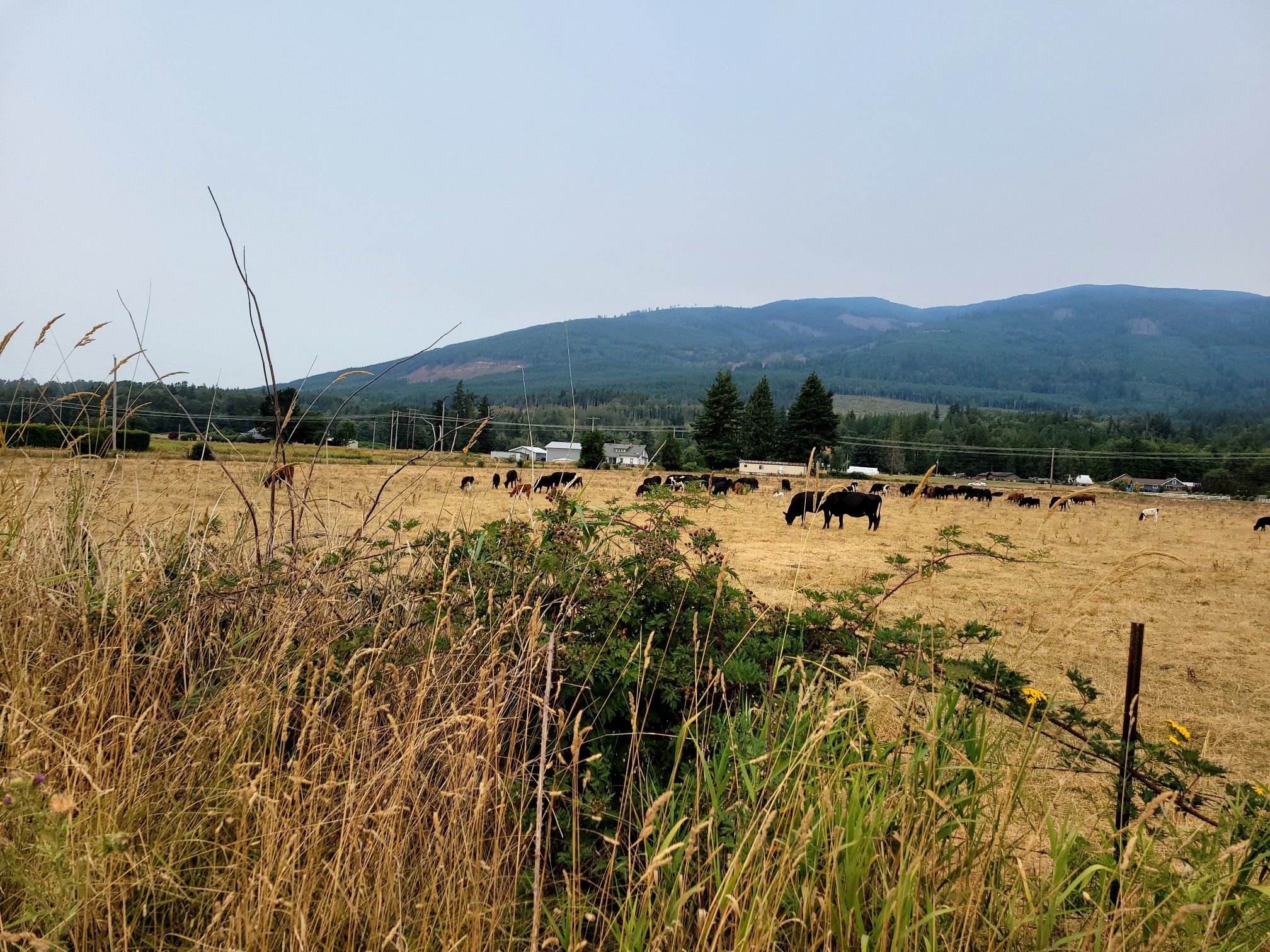 Cows graze in a dry field with distant mountains under a hazy sky. - Muddy Creek Conservation area – Cascade Trail loop from Fruitdale Rd. near Job Corps