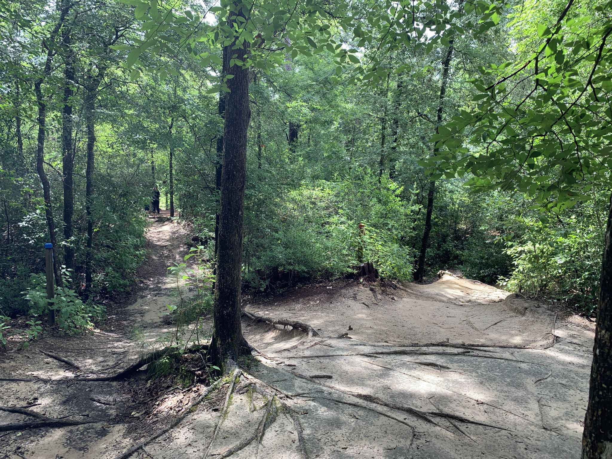A wide dirt path with exposed tree roots in a sunny, green forest. - Memorial Park loop