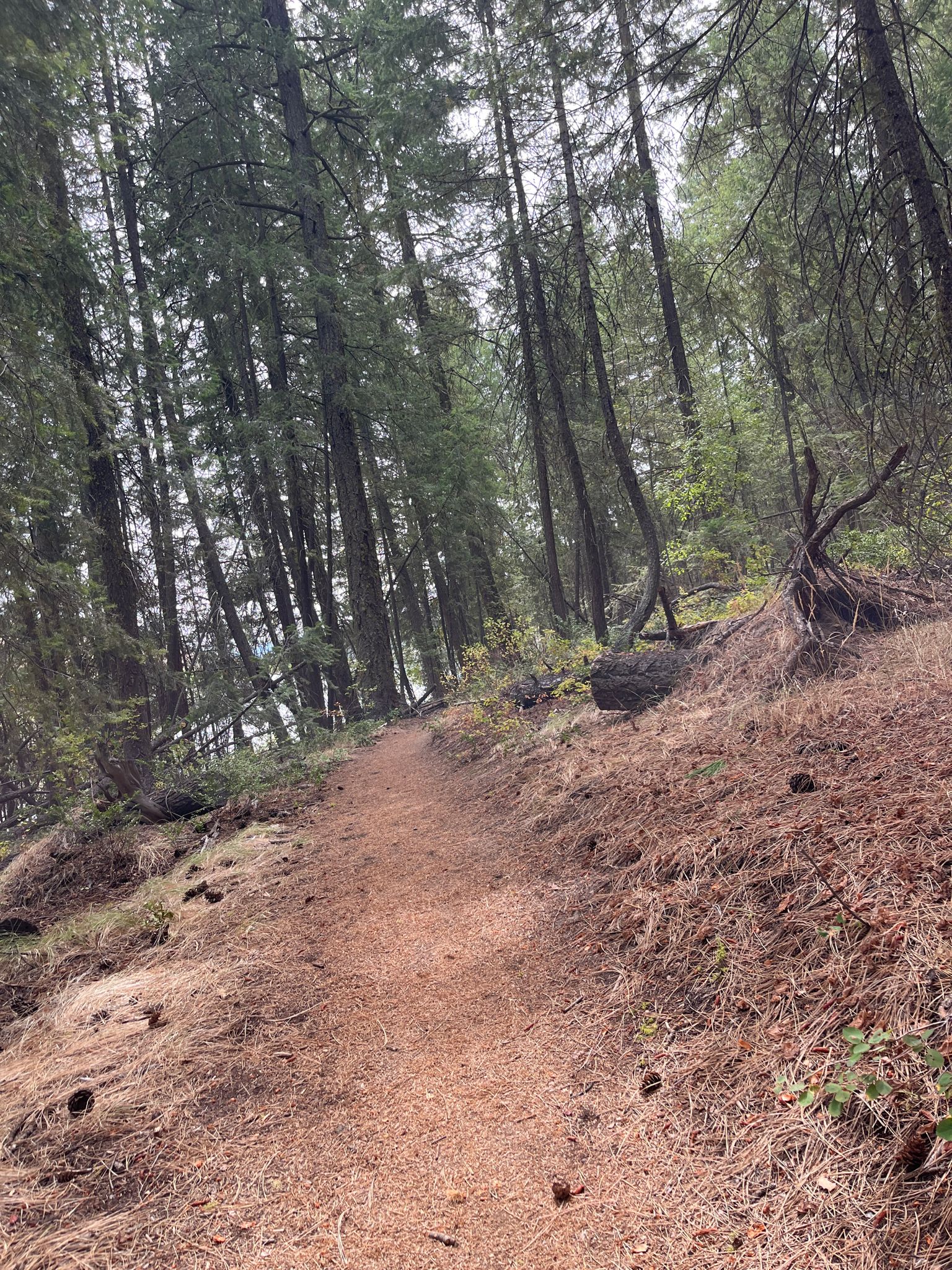 A narrow dirt path winding uphill through a dense, tall pine forest. - View of Patterson Lake loop from Winthrop