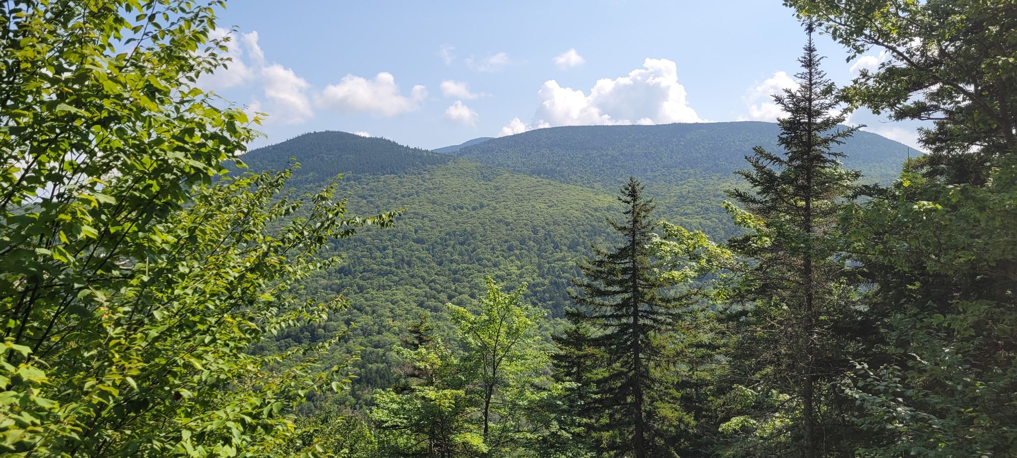 Panoramic view of a vast forested mountain range under a clear blue sky. - Eyebrow Trail Loop