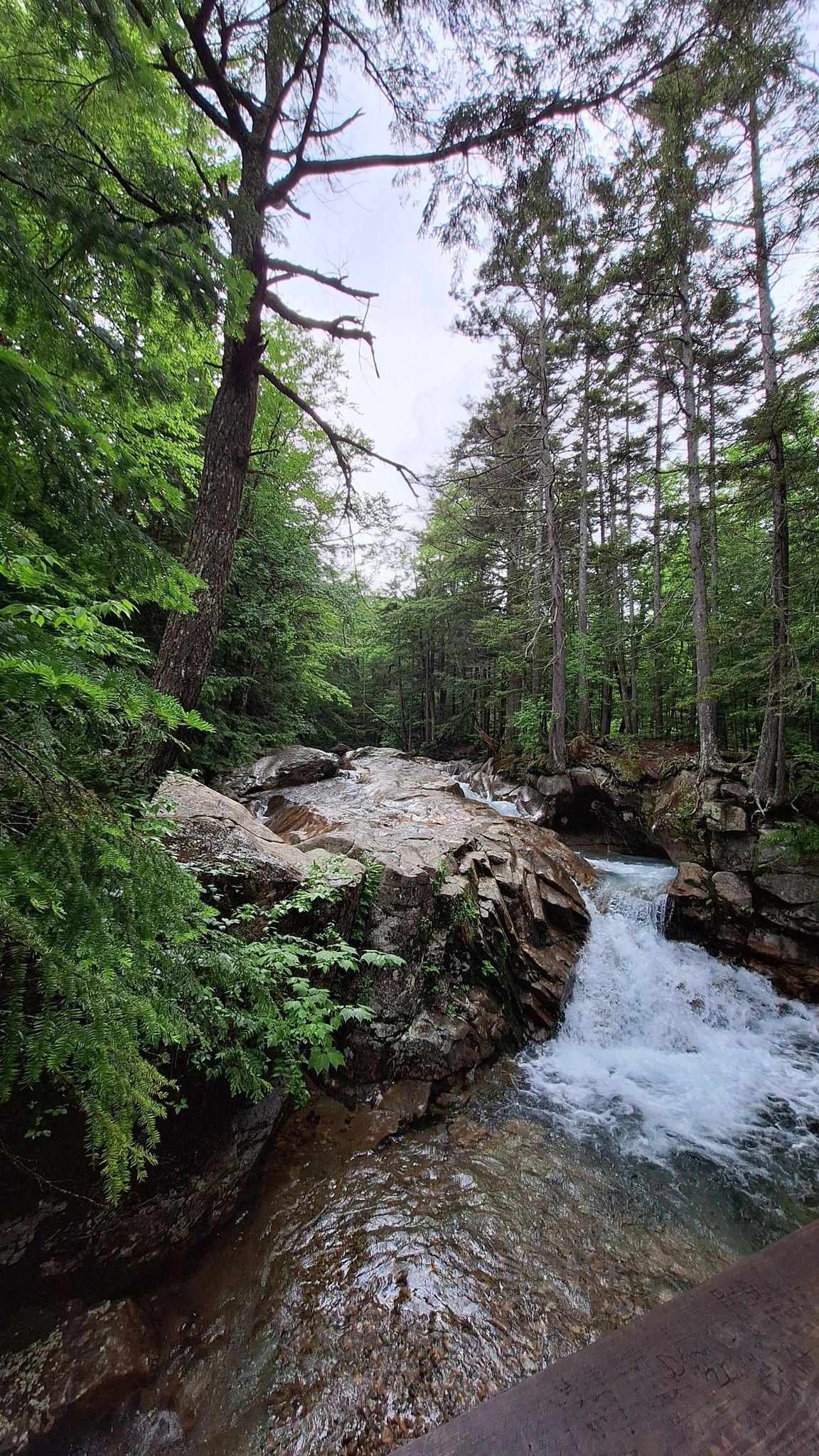 A rushing river flows over rocks through a dense, vibrant green forest. - Franconia Notch Bike Path – Franconia Notch Bike Path loop from Echo Lake