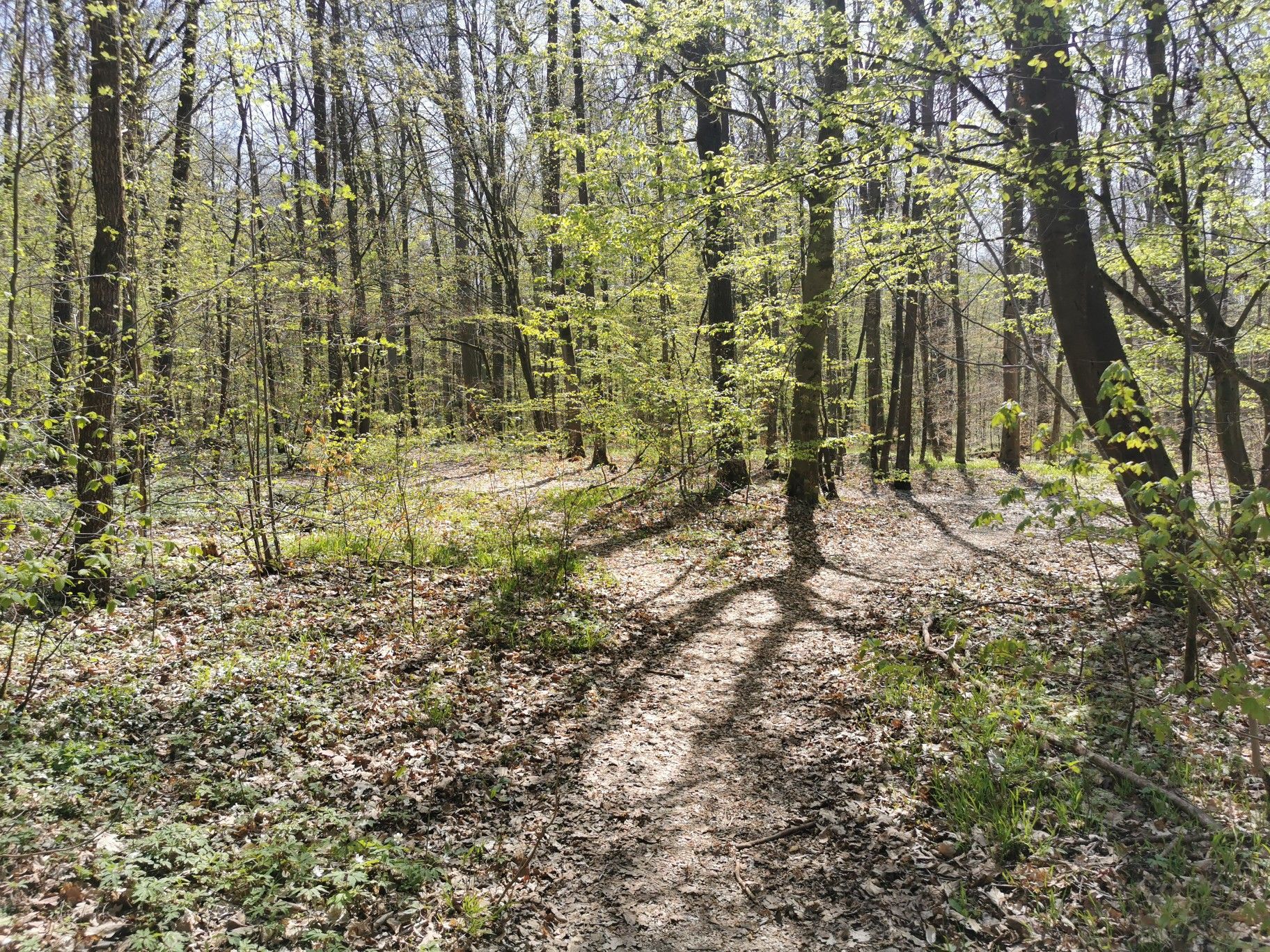 Weg durch den Wald