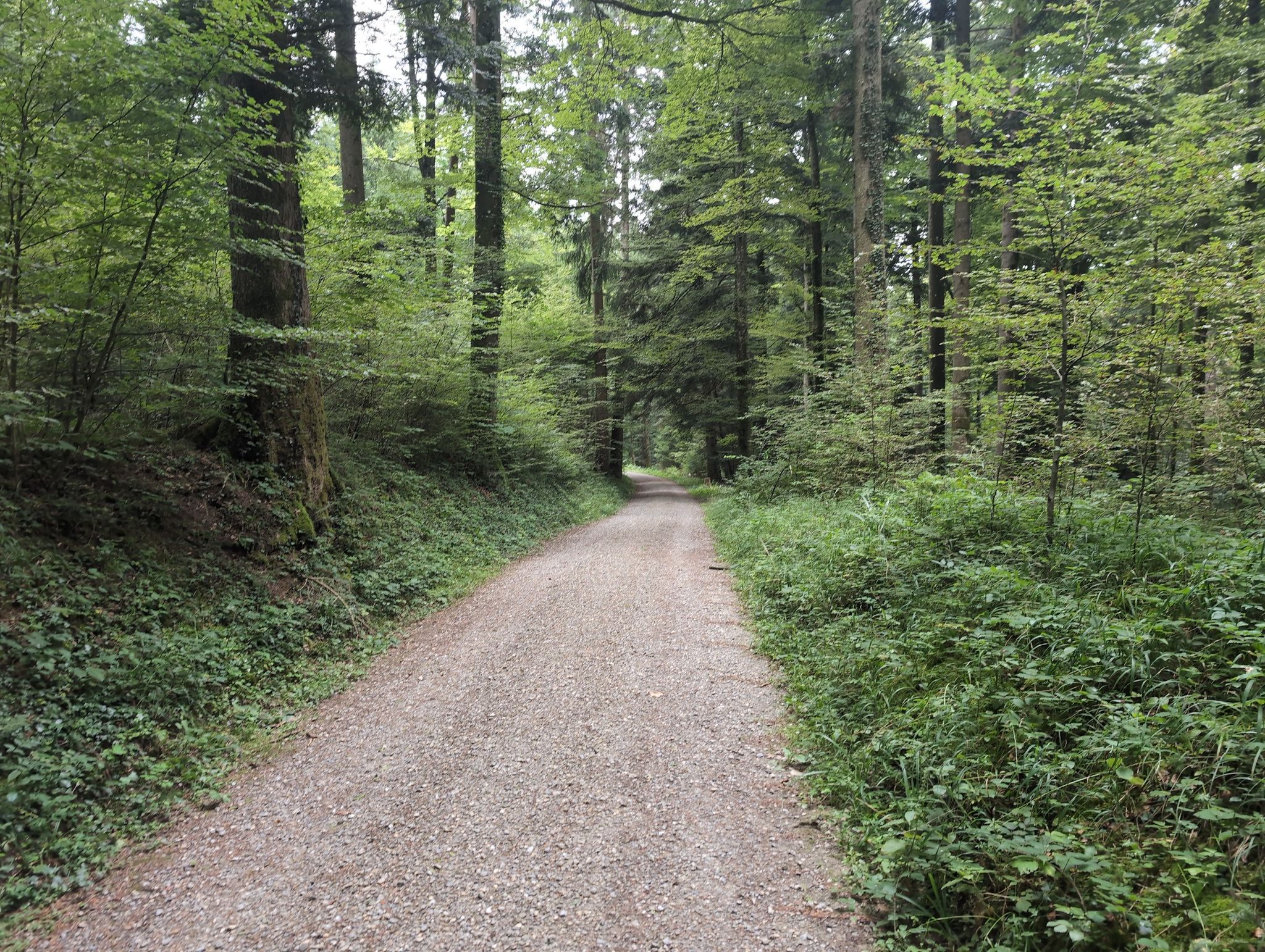 Reinach Stierenberg Wald