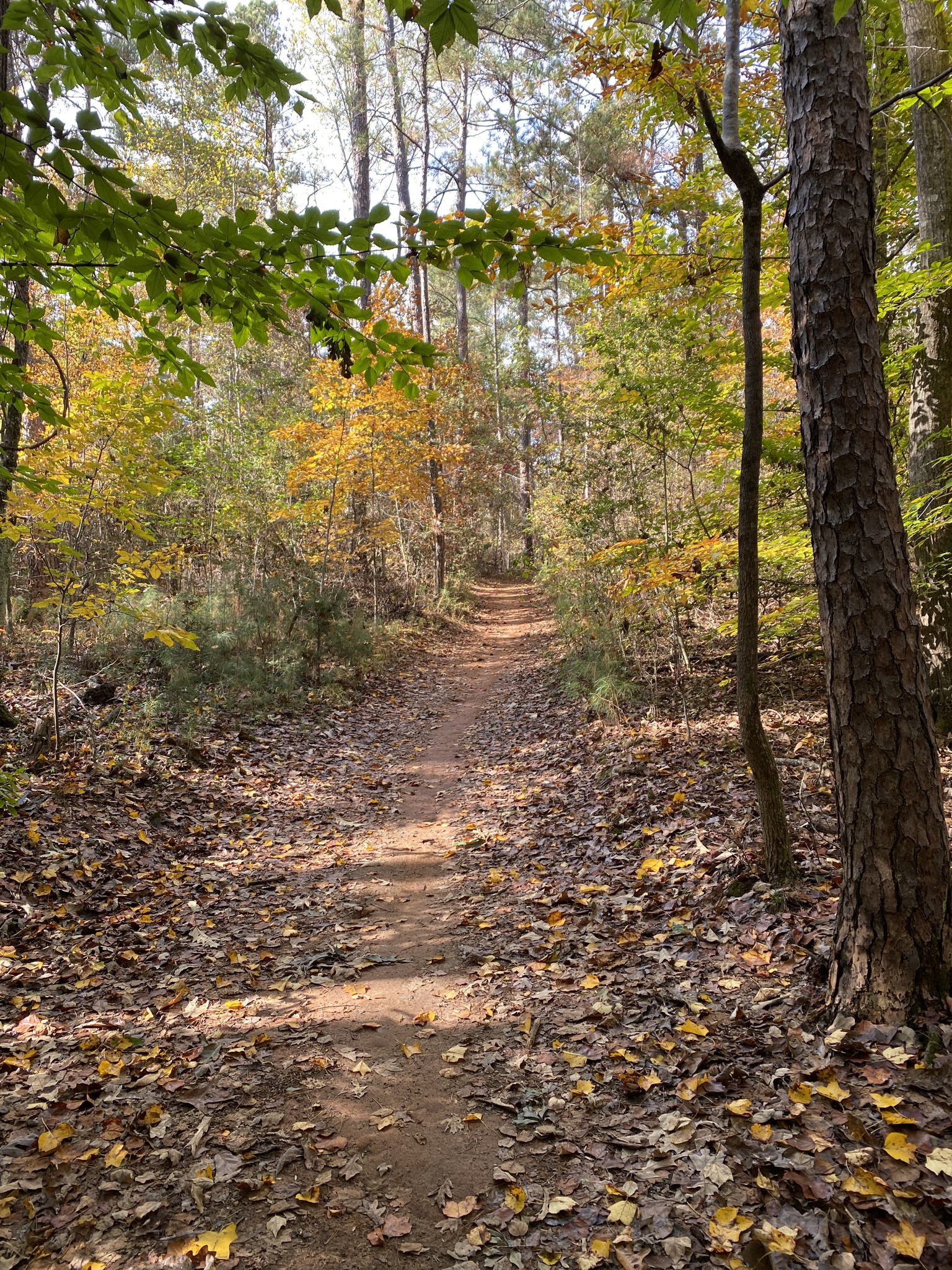 Sunny forest path covered in autumn leaves, surrounded by colorful trees. - Cochran Shoals Trail – Sope Creek Trail loop from Gold Branch Trailhead