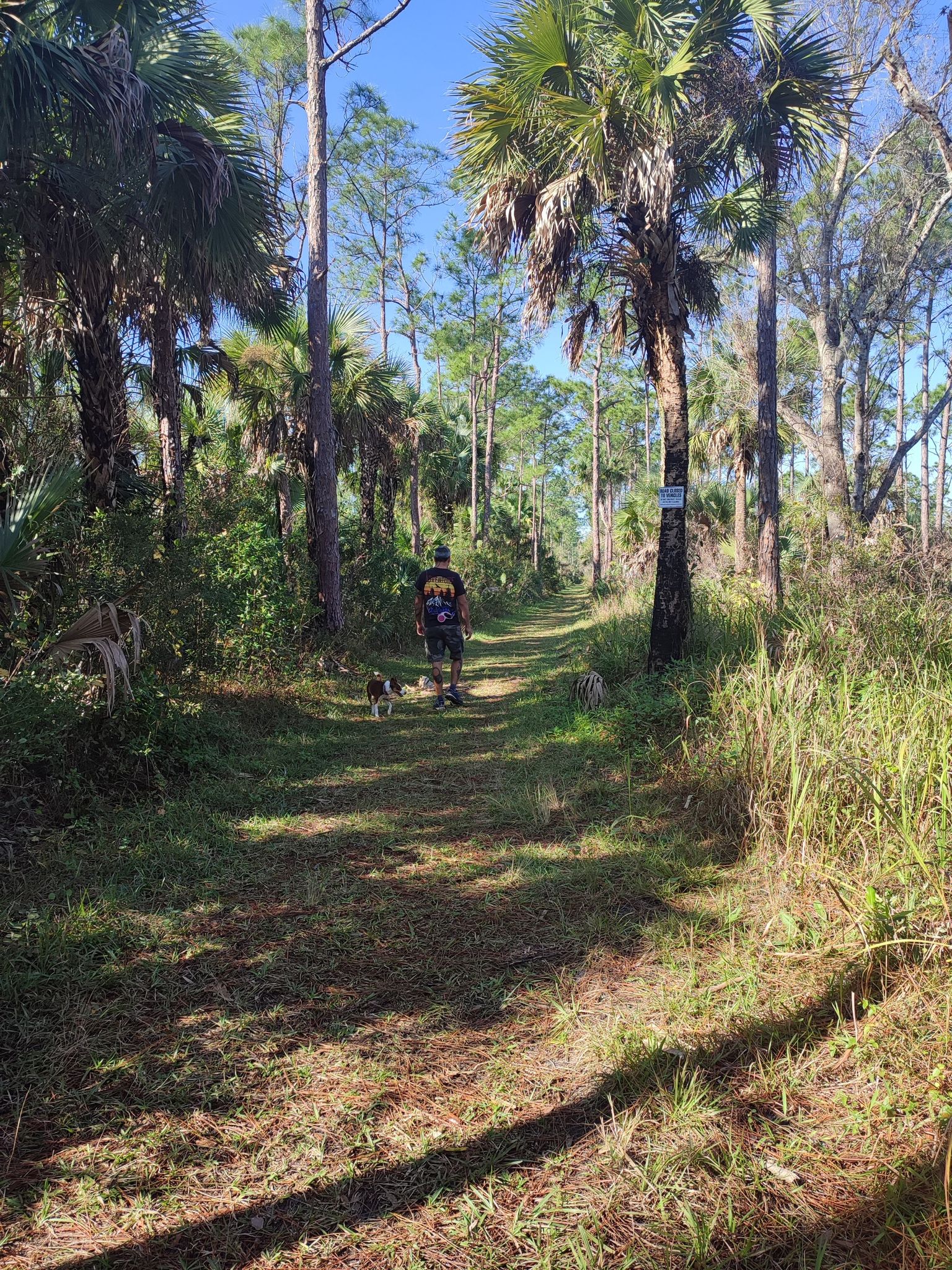 Person and dog walk on a sunny wooded path lined with palm trees. - CREW Cypress Dome Trail