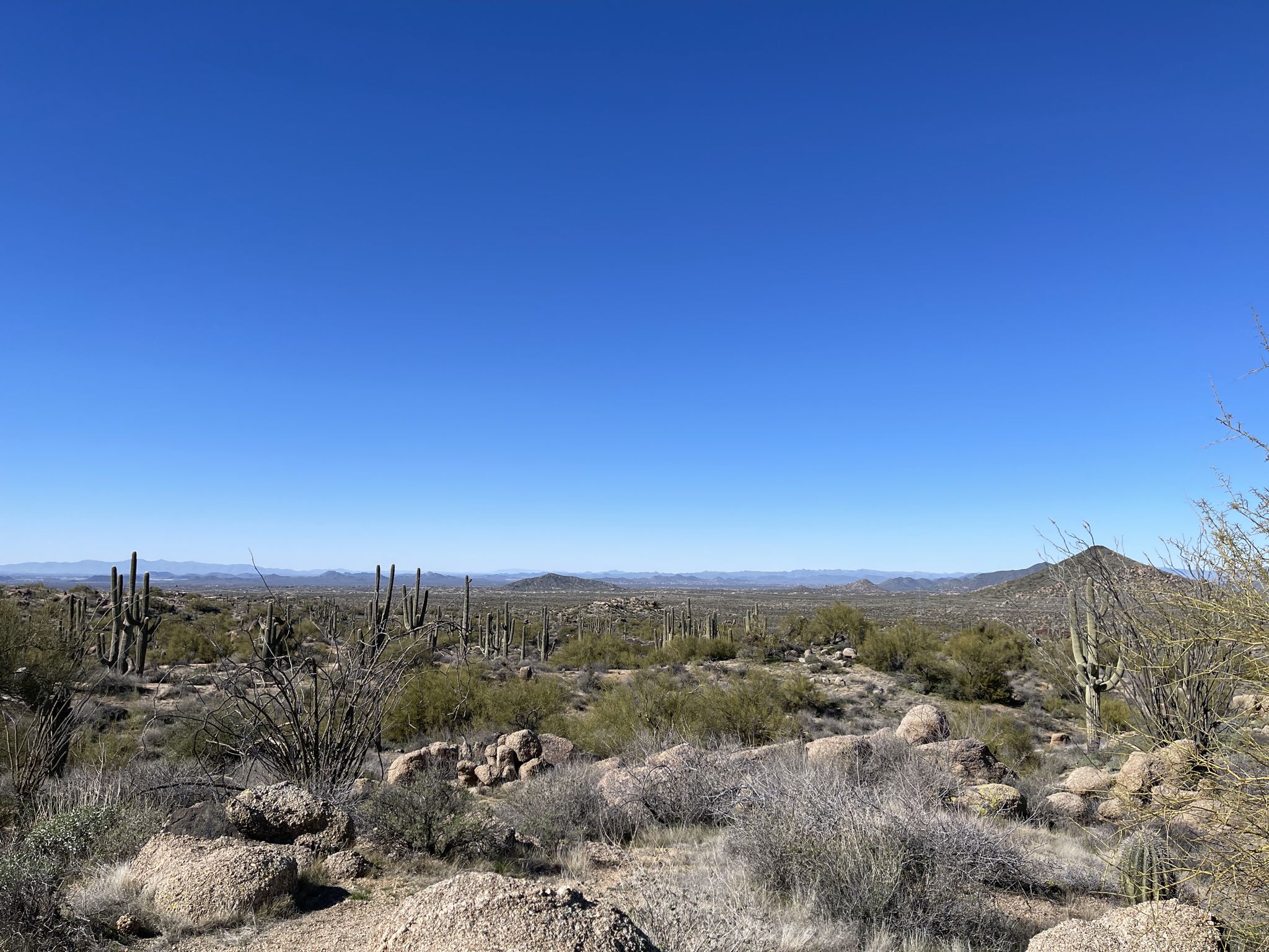 Vast desert scene with numerous cacti, rocks, and distant hills on a sunny day. - Latigo Trail