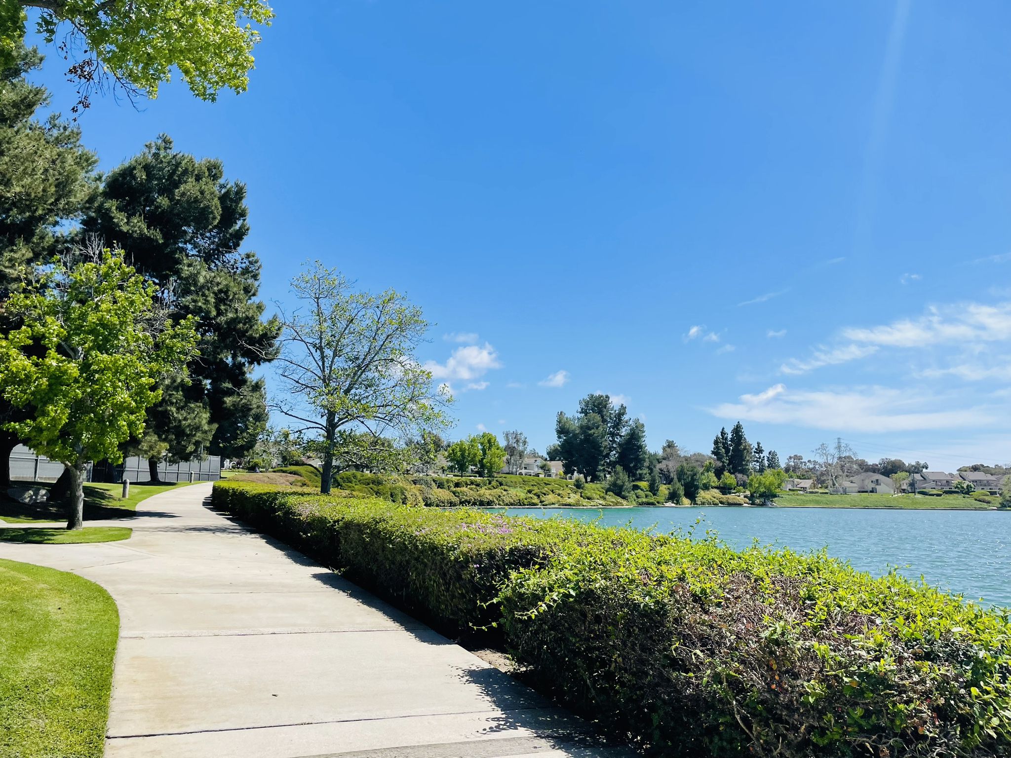 Sunny paved path winds alongside a lake with green hedges and trees. - South Lake Park loop from Irvine