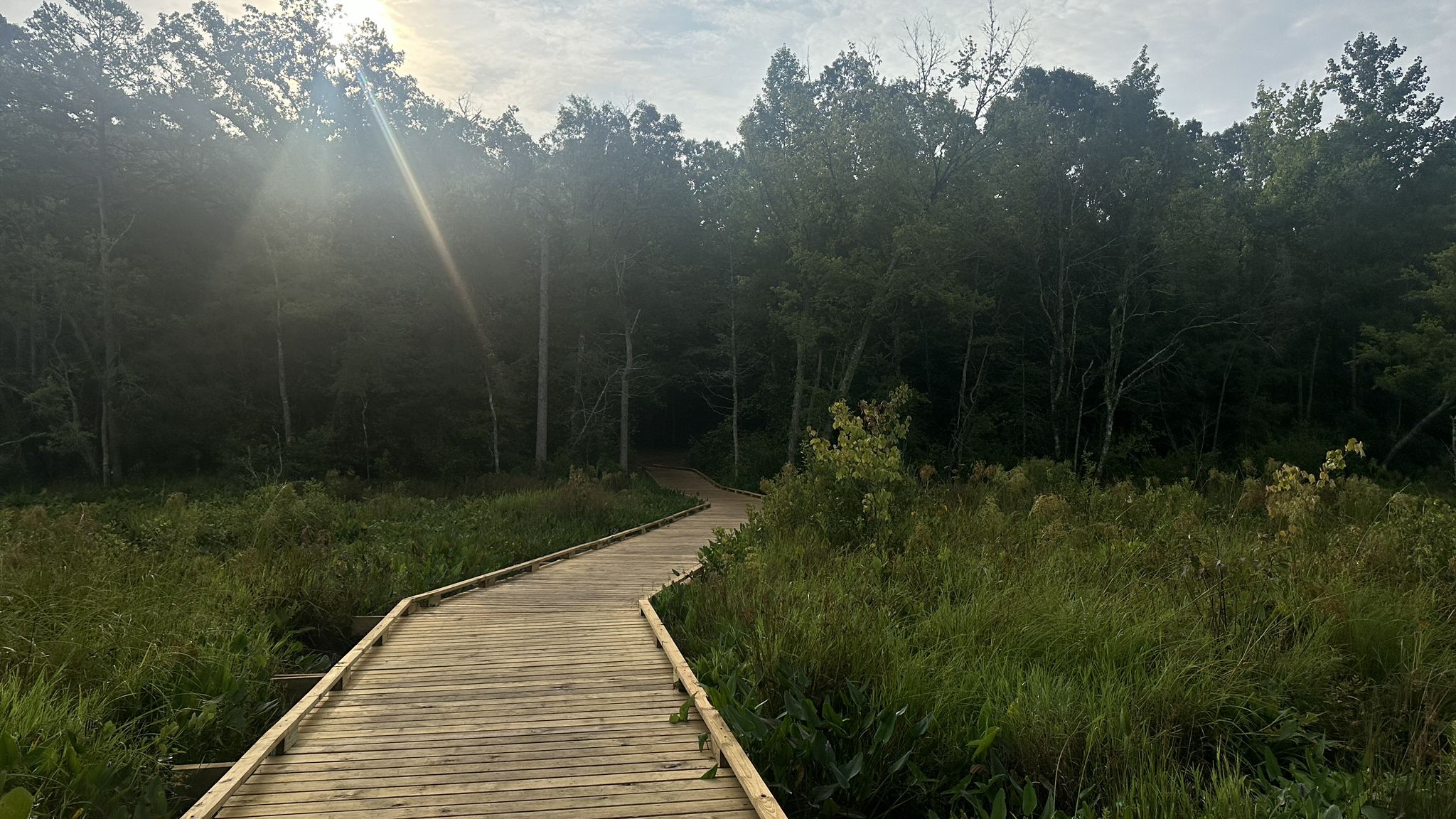 Wooden boardwalk through a green marsh, sun shining through distant trees. - Swamp Rabbit Trail: Conestee Nature Preserve