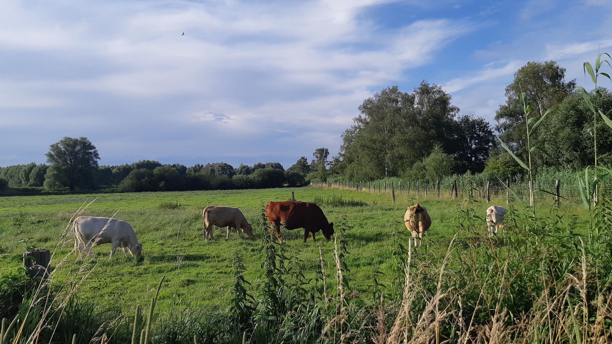 Idylle auf der Weide bei Calberlah