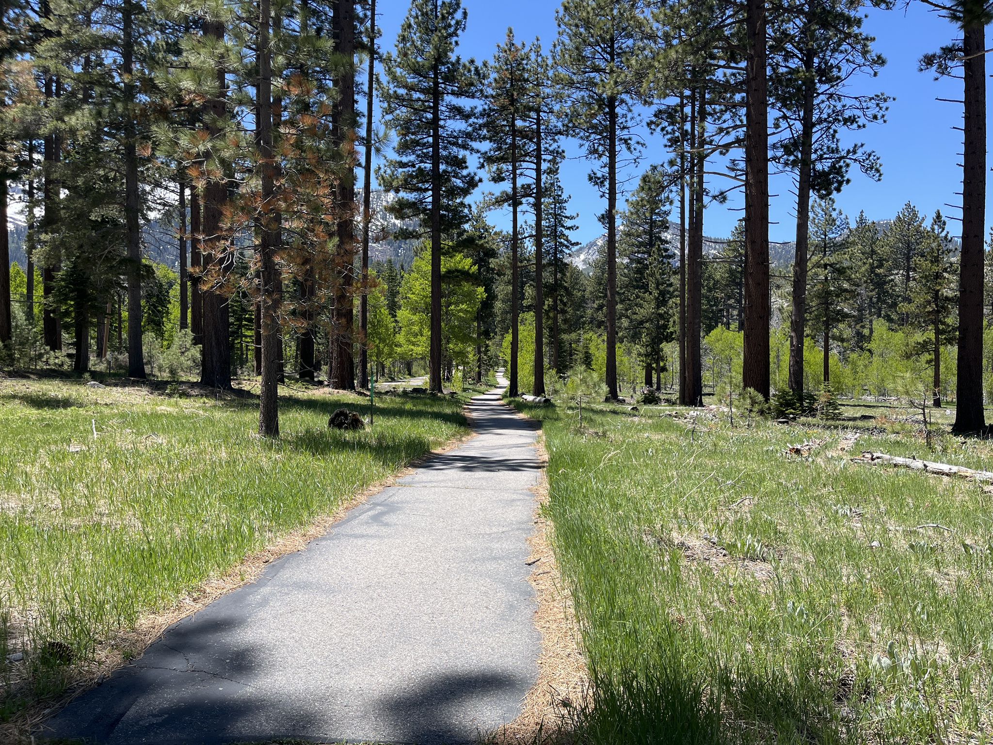 Paved path winding through a sunlit forest of tall pine trees. - Lake Tahoe Century loop from Truckee