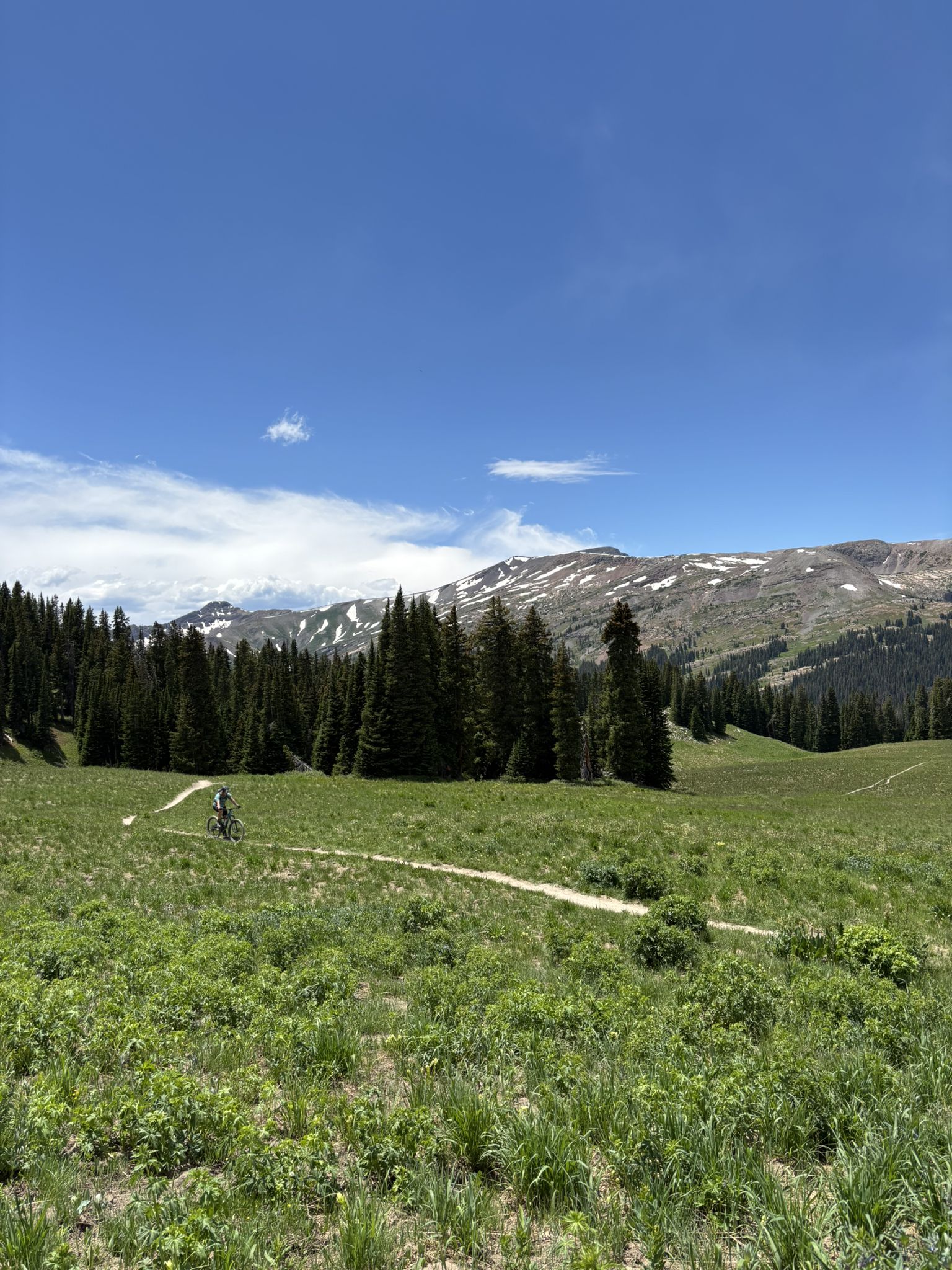 Mountain biker on a winding trail through a green meadow, sunny day. - Trail 401 Loop