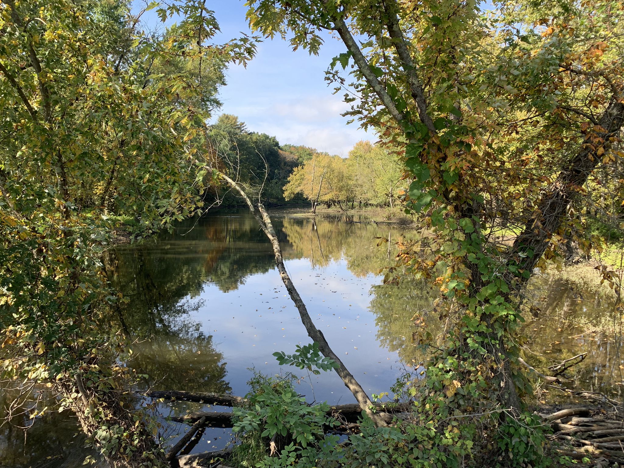 Shaded pond reflecting autumn trees, with a fallen branch across the water. - Arcadia Wildlife Sanctuary – Main Street loop from Northampton