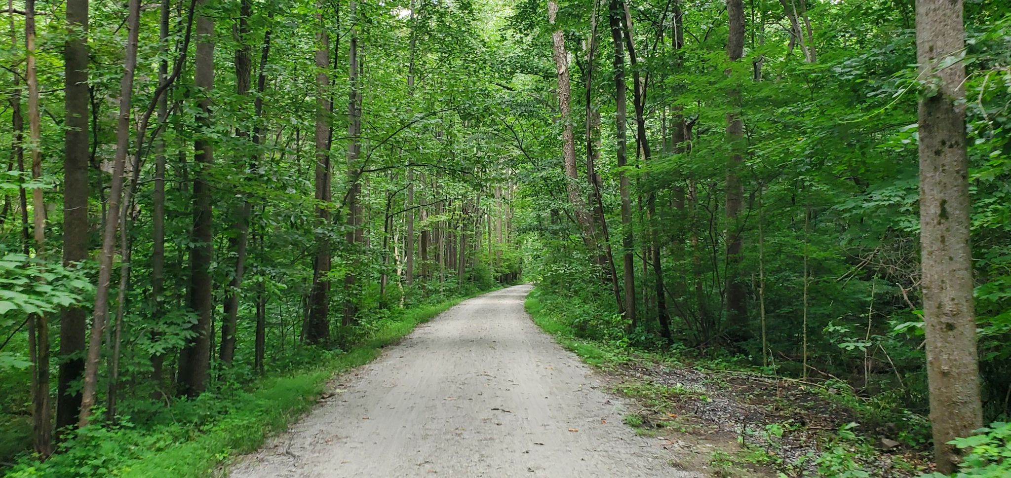 A winding dirt path through a dense, lush green forest. - Ohiopyle – Ohiopyle State Park loop from Connellsville