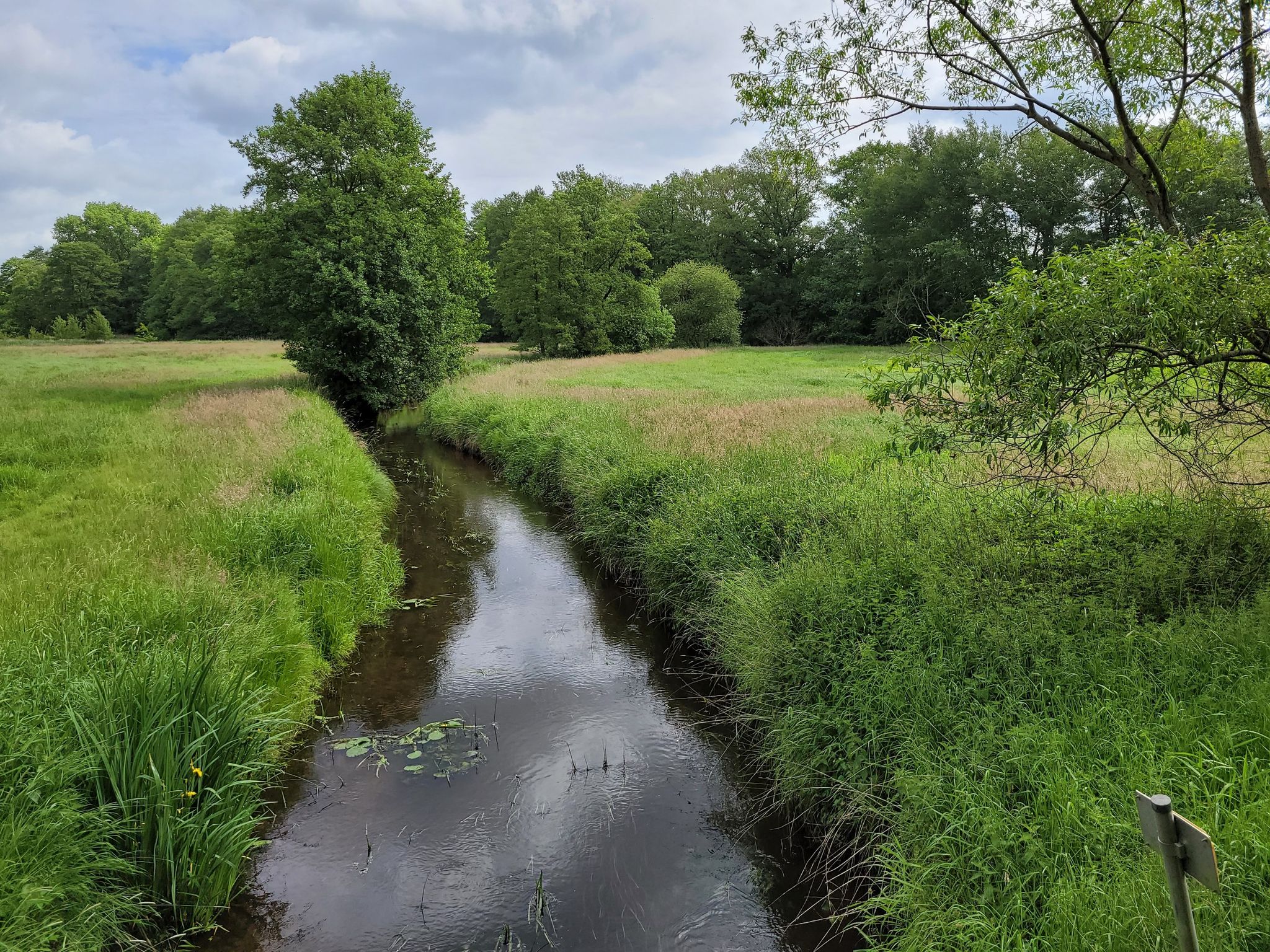 Wieste
