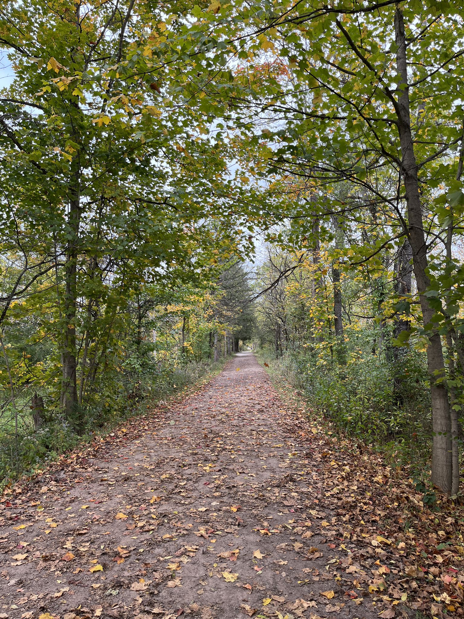 Dirt path covered in autumn leaves, lined by trees with green and yellow foliage. - Nice covered bridge – Szalay's Farm & Market loop from Akron Northside