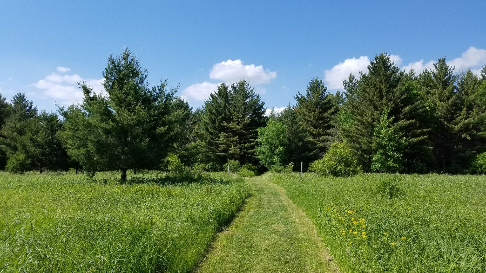 A mowed path through a sunny green field leading to evergreen trees. - Lower Park Loop