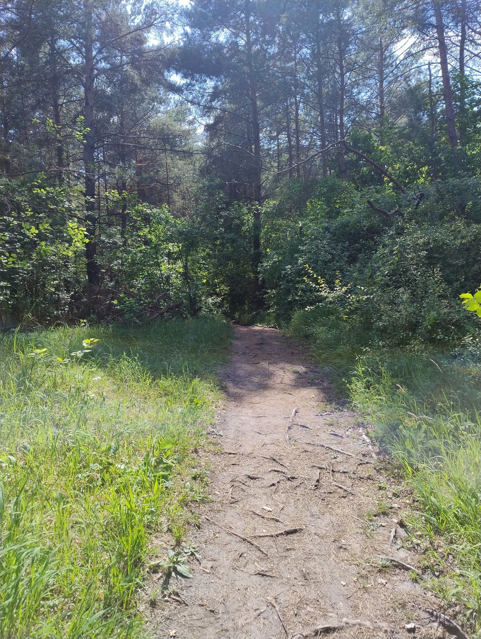 leśna