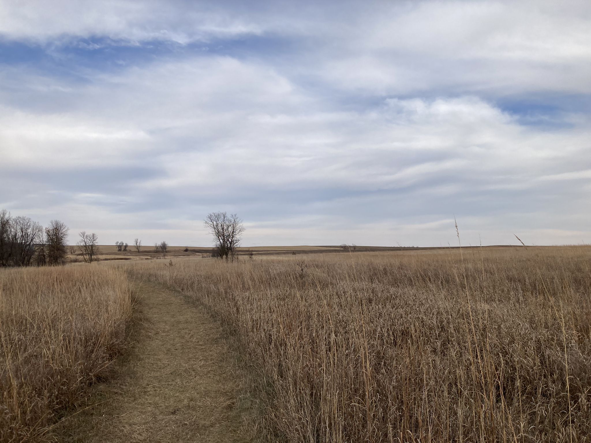 Dirt path through a vast field of dry, golden tall grass. - Buffalo Viewing Platform loop from Blue Mounds State Park