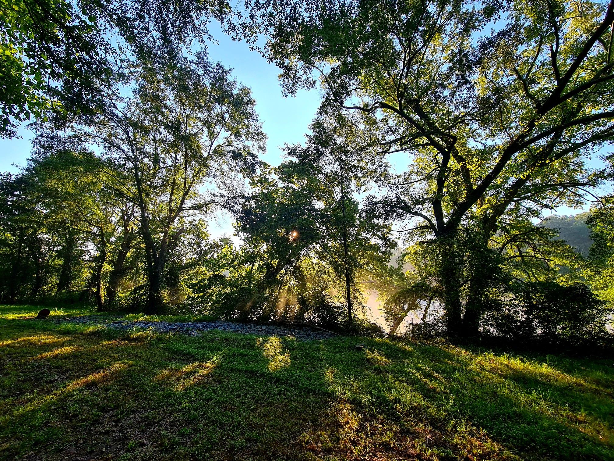 Sunbeams pierce through trees onto a grassy bank beside a misty river. - Cochran Shoals Trail – Chattahoochee River View loop from Chattahoochee Plantation