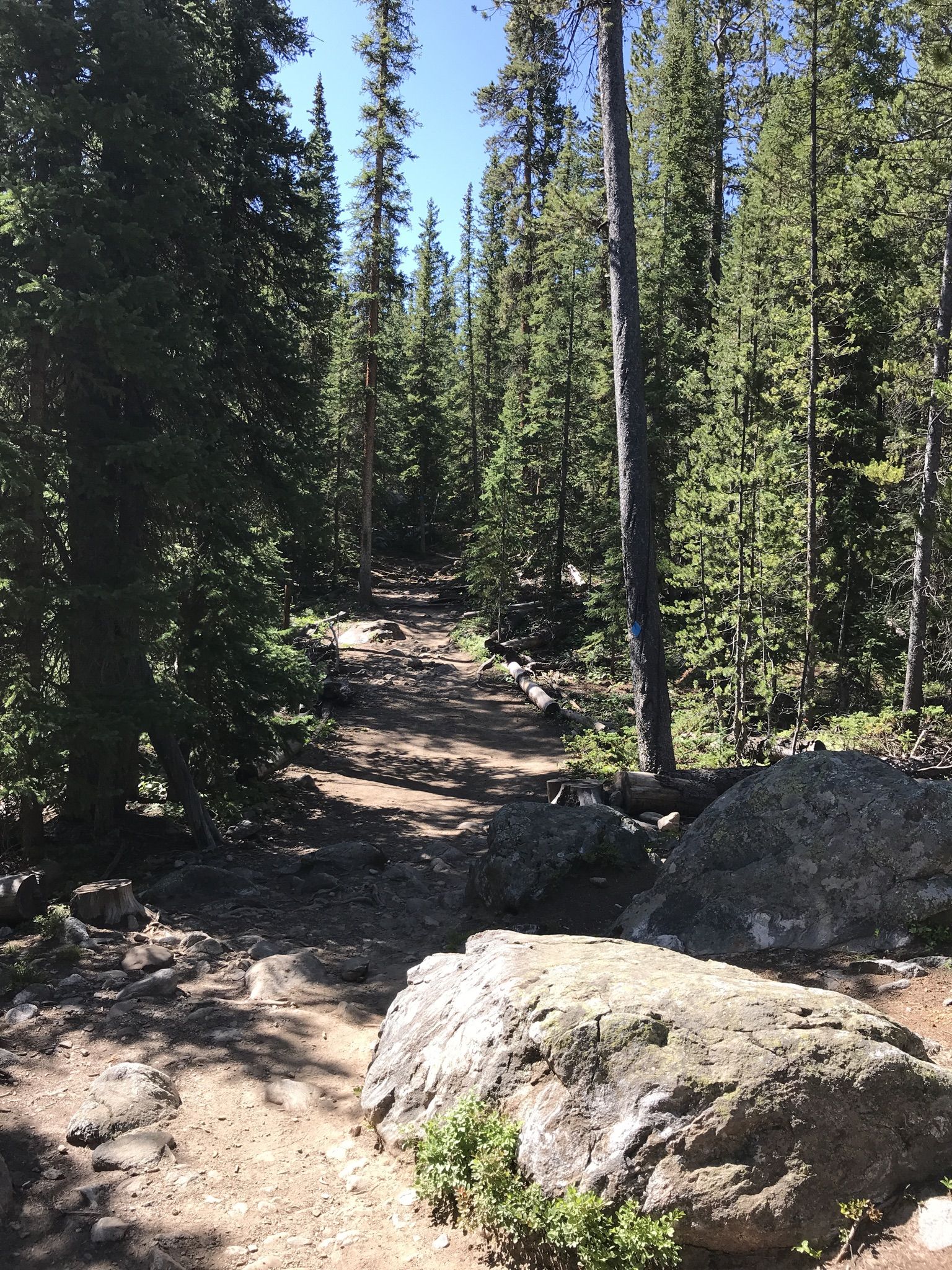 Shaded forest path with large rocks and tall evergreen trees. - Spruce Creek Trail