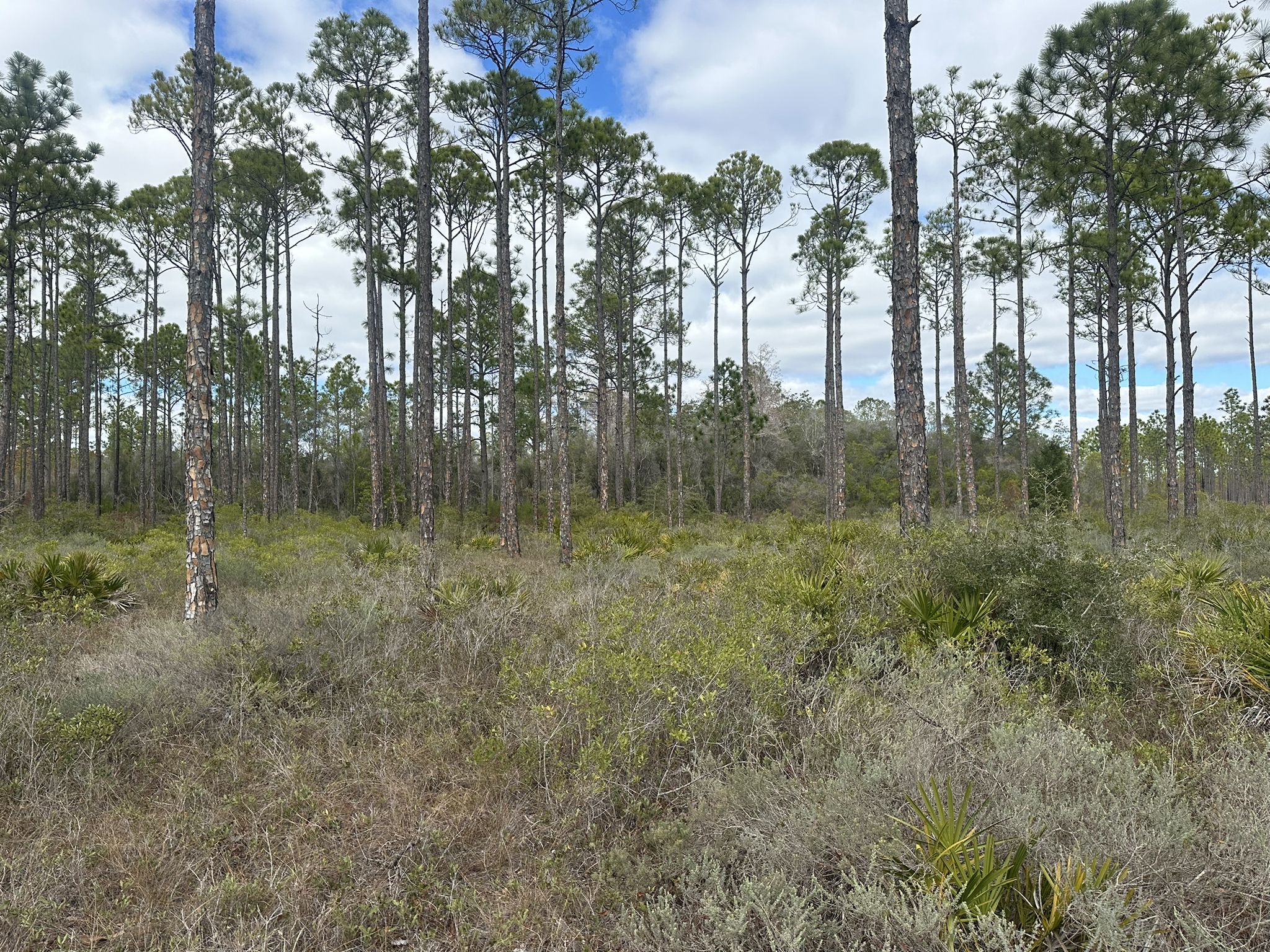 A dense pine forest with green and brown undergrowth under a cloudy sky. - Eastern Lake Trail: Yellow, Red, and Orange Loops
