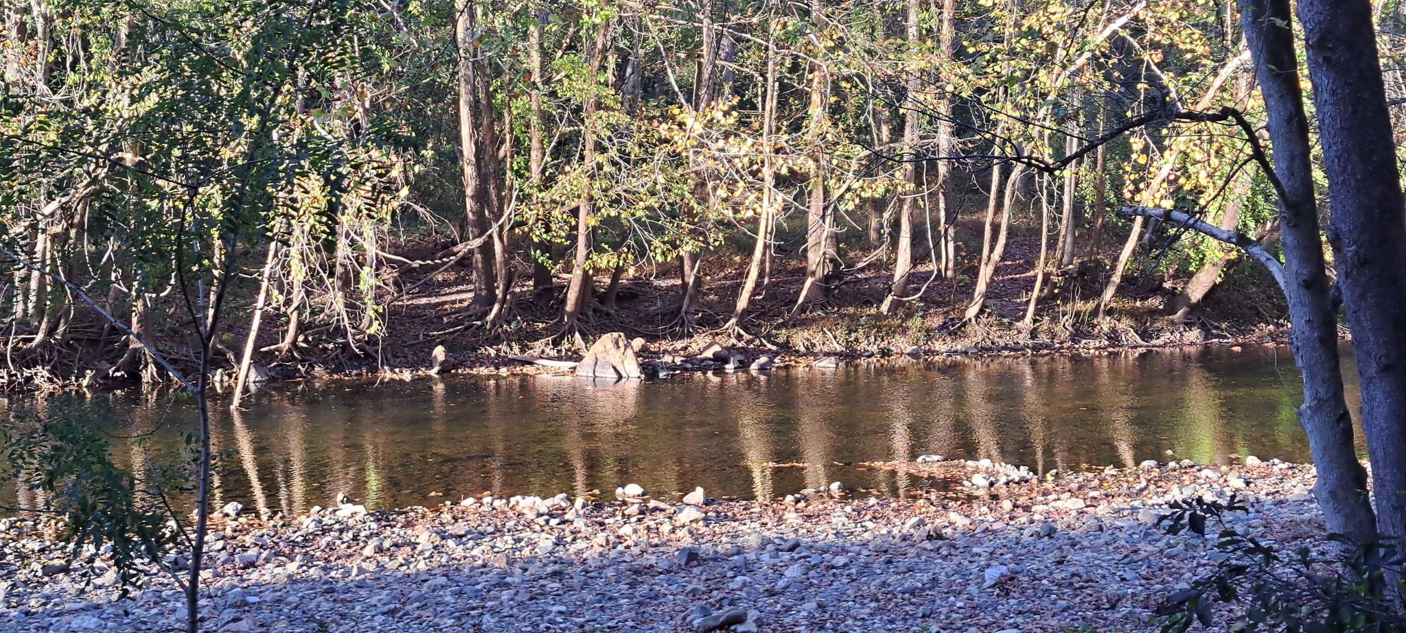 A calm river flows past a rocky bank, bordered by dense green trees. - Rockburn Branch Park loop from Rockburn Branch Park
