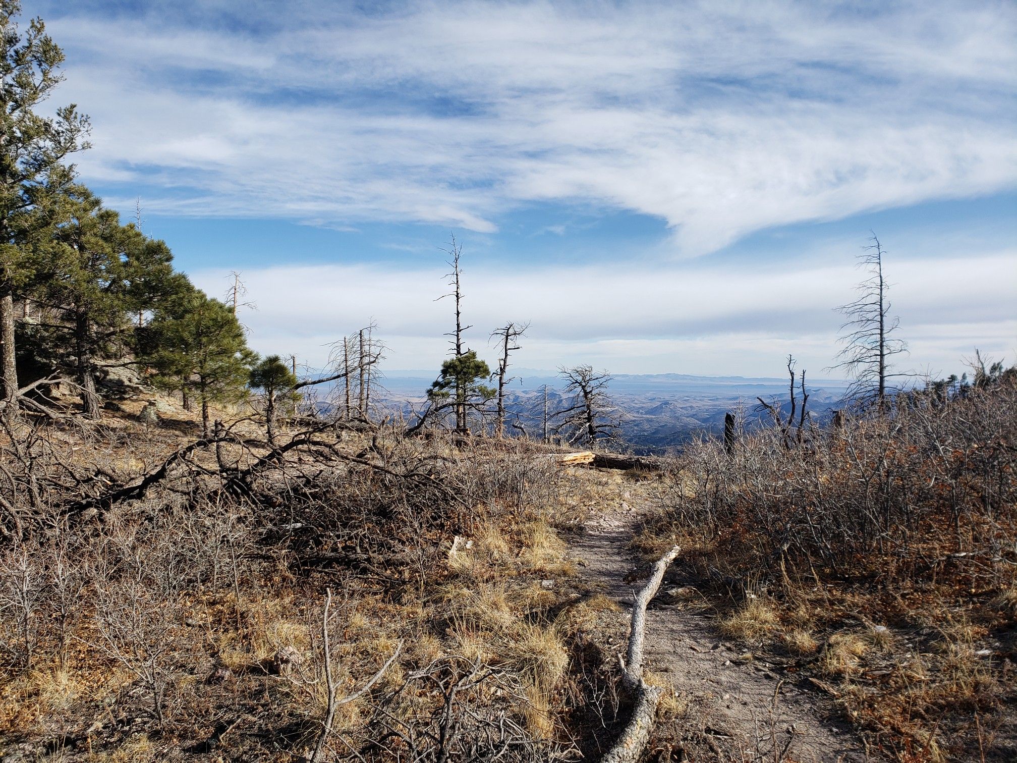 A dirt path winds through dry brush and dead trees under a cloudy sky. - Hillsboro Peak via Black Range Crest Trail