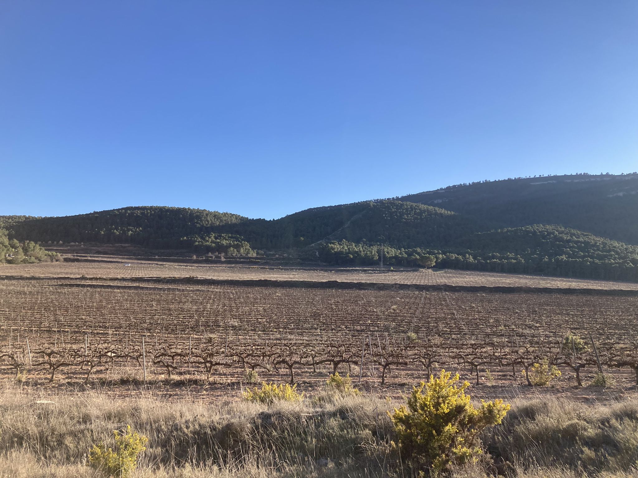 Viñedos