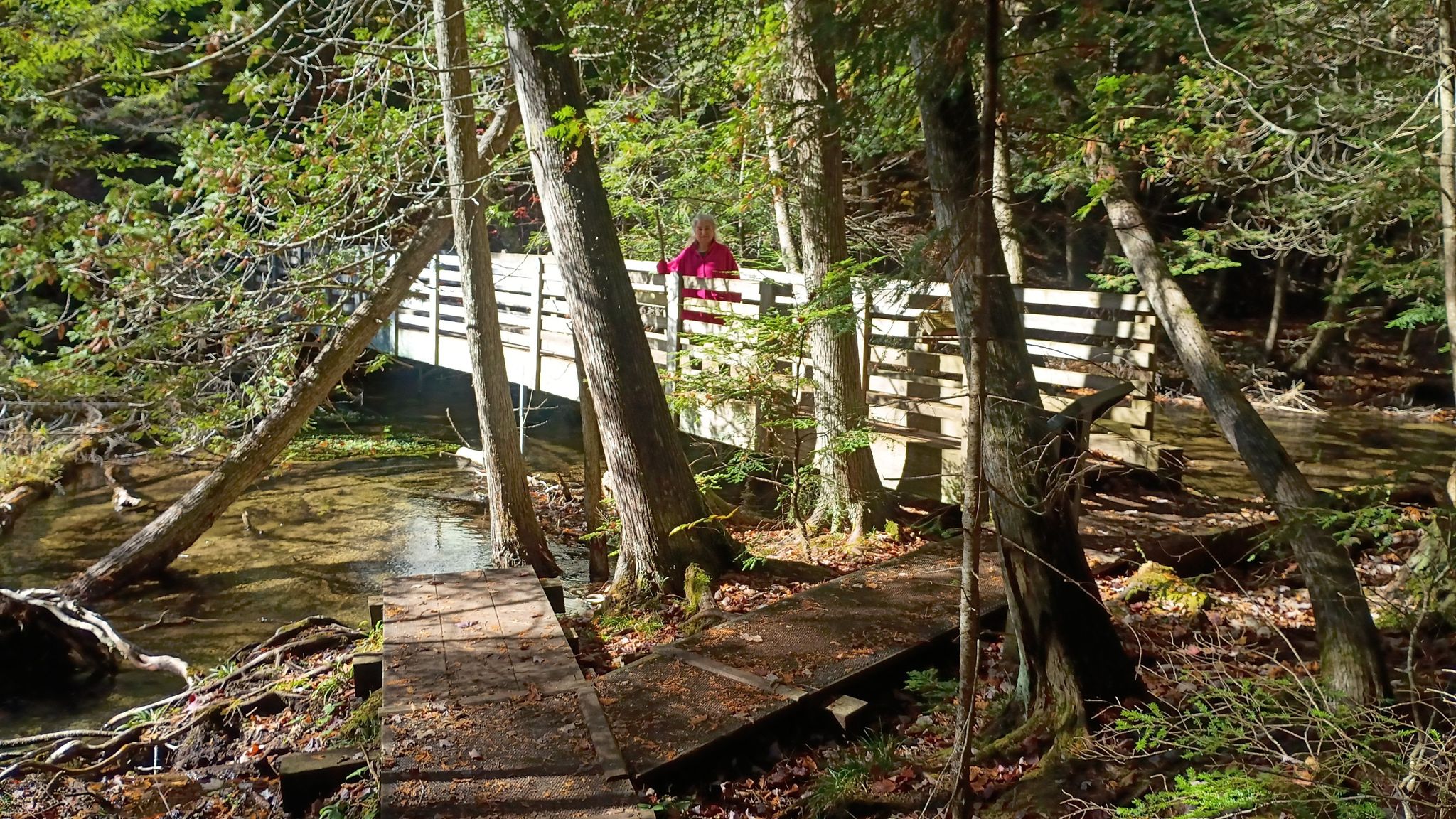 Person in red shirt standing on a wooden bridge over a forest stream. - McCune Nature Preserve Trail