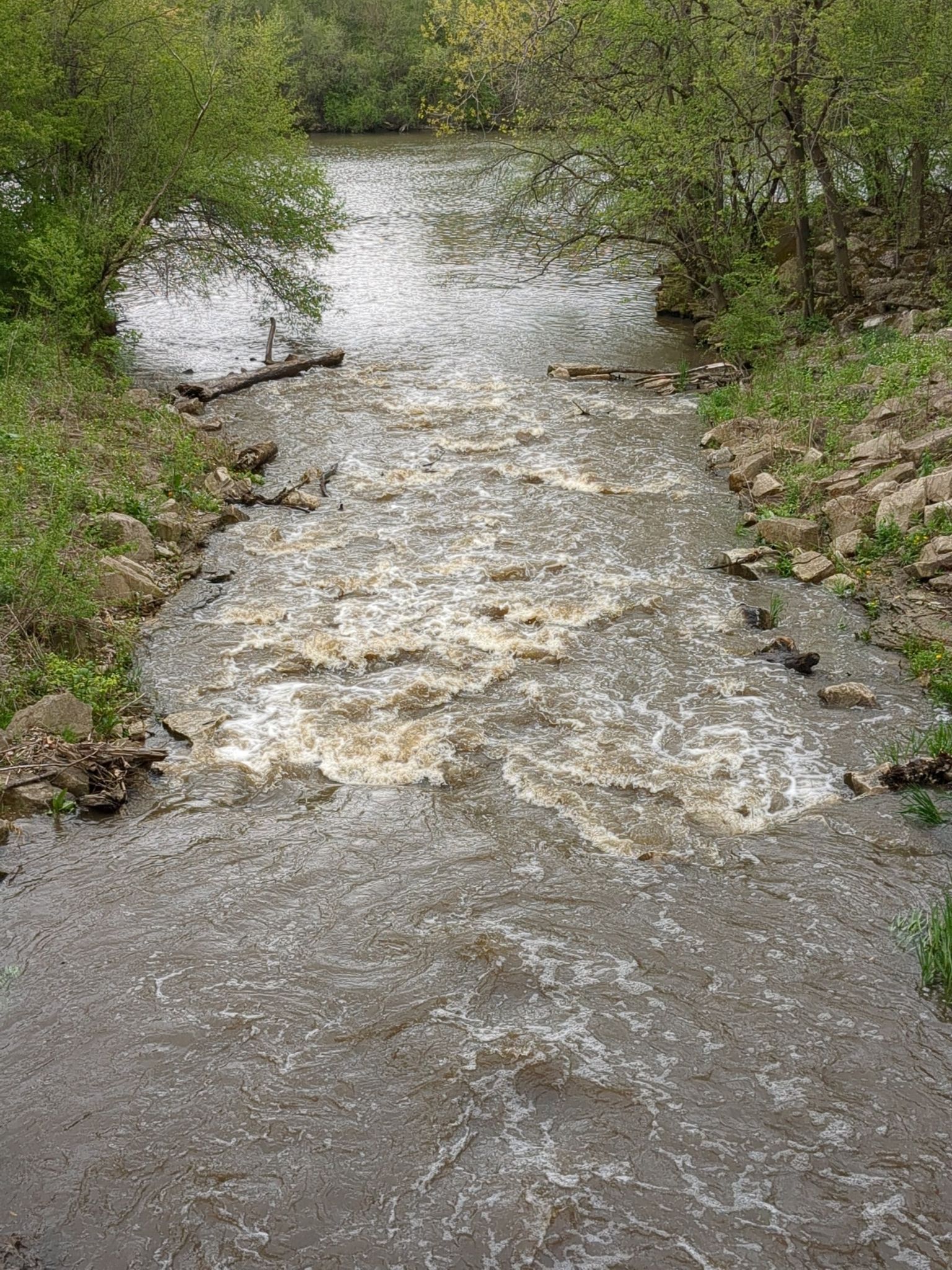 A rushing, muddy river with rapids and fallen logs, surrounded by green banks. - Cal-Sag Trail – Cal-Sag Channel loop from Site A